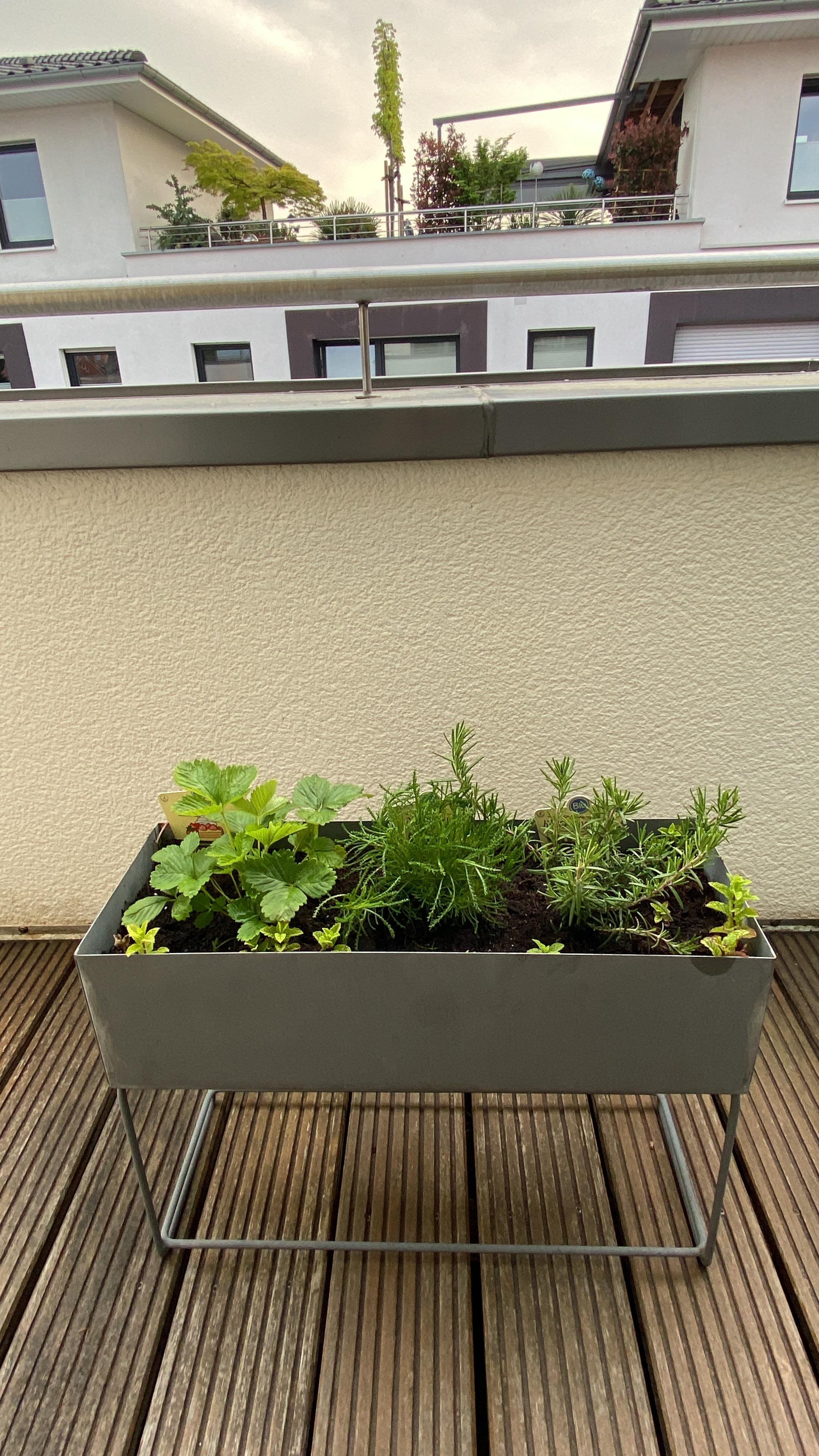 #Kräuterbeet#Olivenkraut#New#
Sommer kann kommen#Terrassenleben 