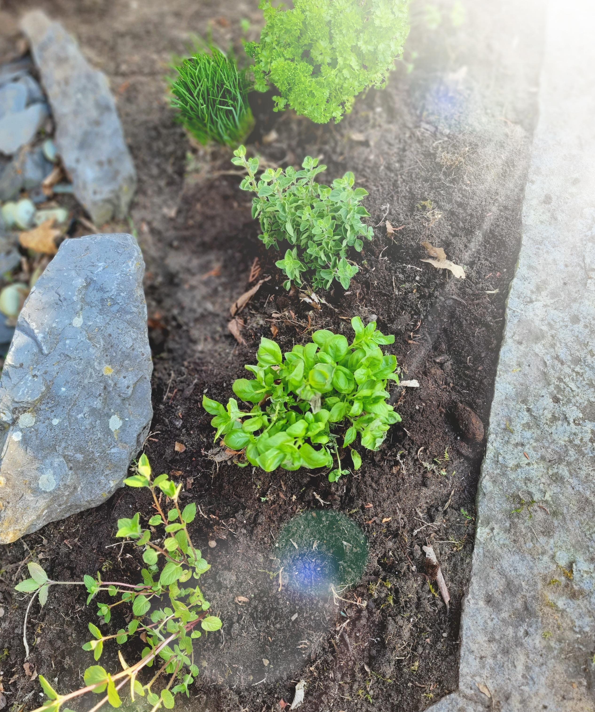 #kräutergarten 
Diese Woche spontan eine kleine Kräuterecke im neuen Garten angelegt