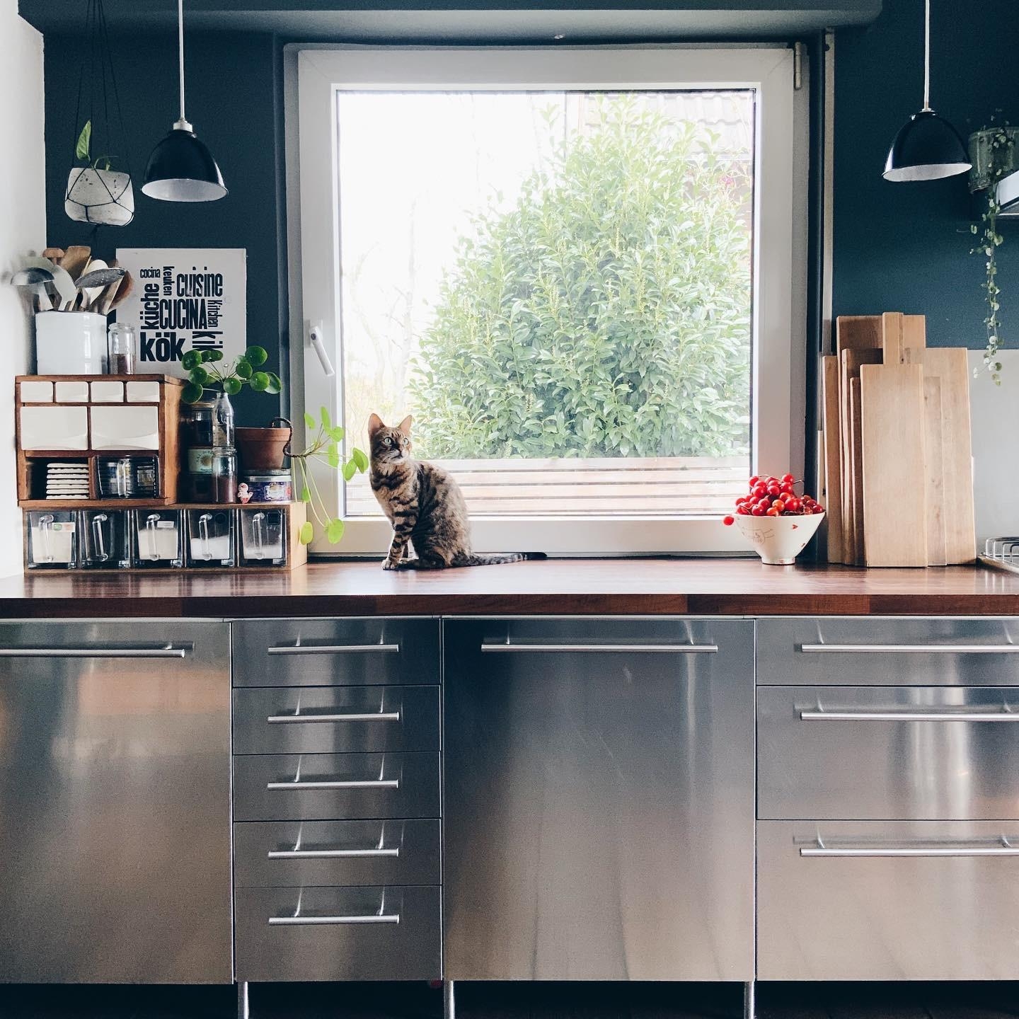 Küche mit Küchenprint & Katze  #mykitchen #kitchendesign #katze #schüttenregal