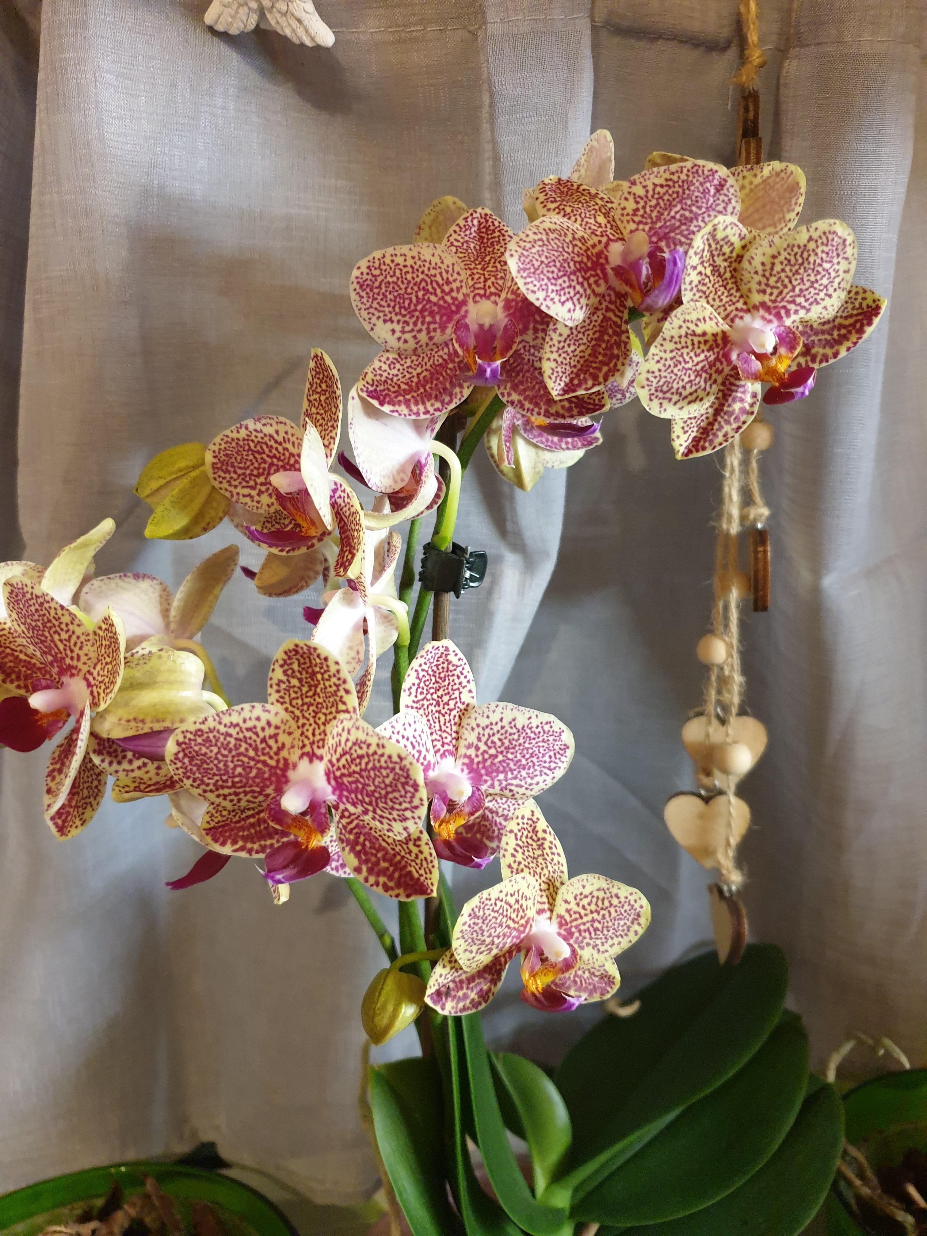 #küche #orchidee 