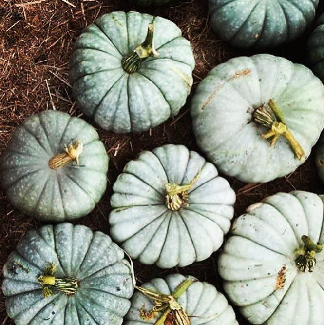 Kürbiszeit
#herbst #autumn kürbis #pumpkin 