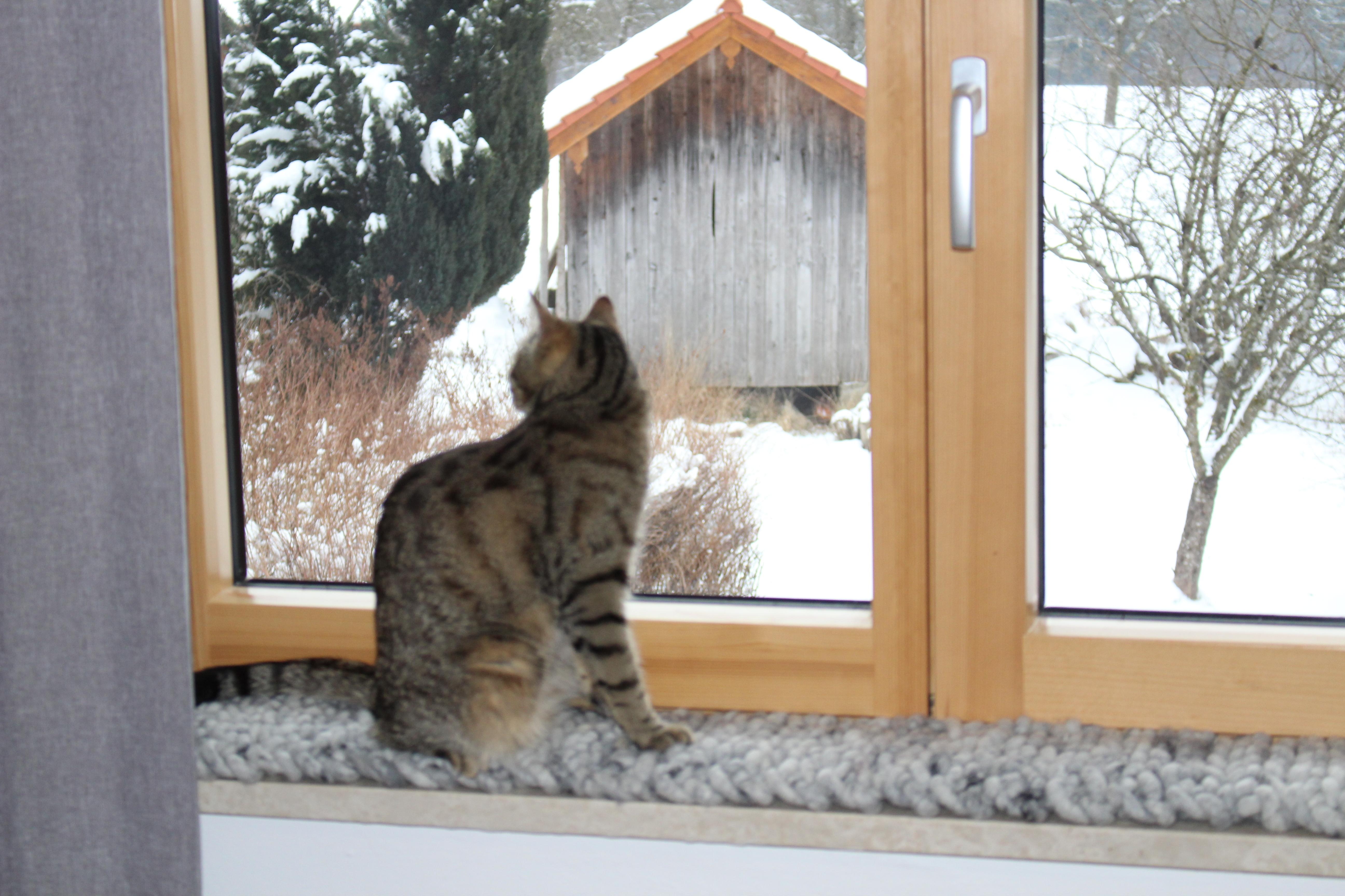 kuschelige "Schöne Aussicht" für den Lieblingsplatz am Fenster #katze  #designkatzenmöbel #wollkissen