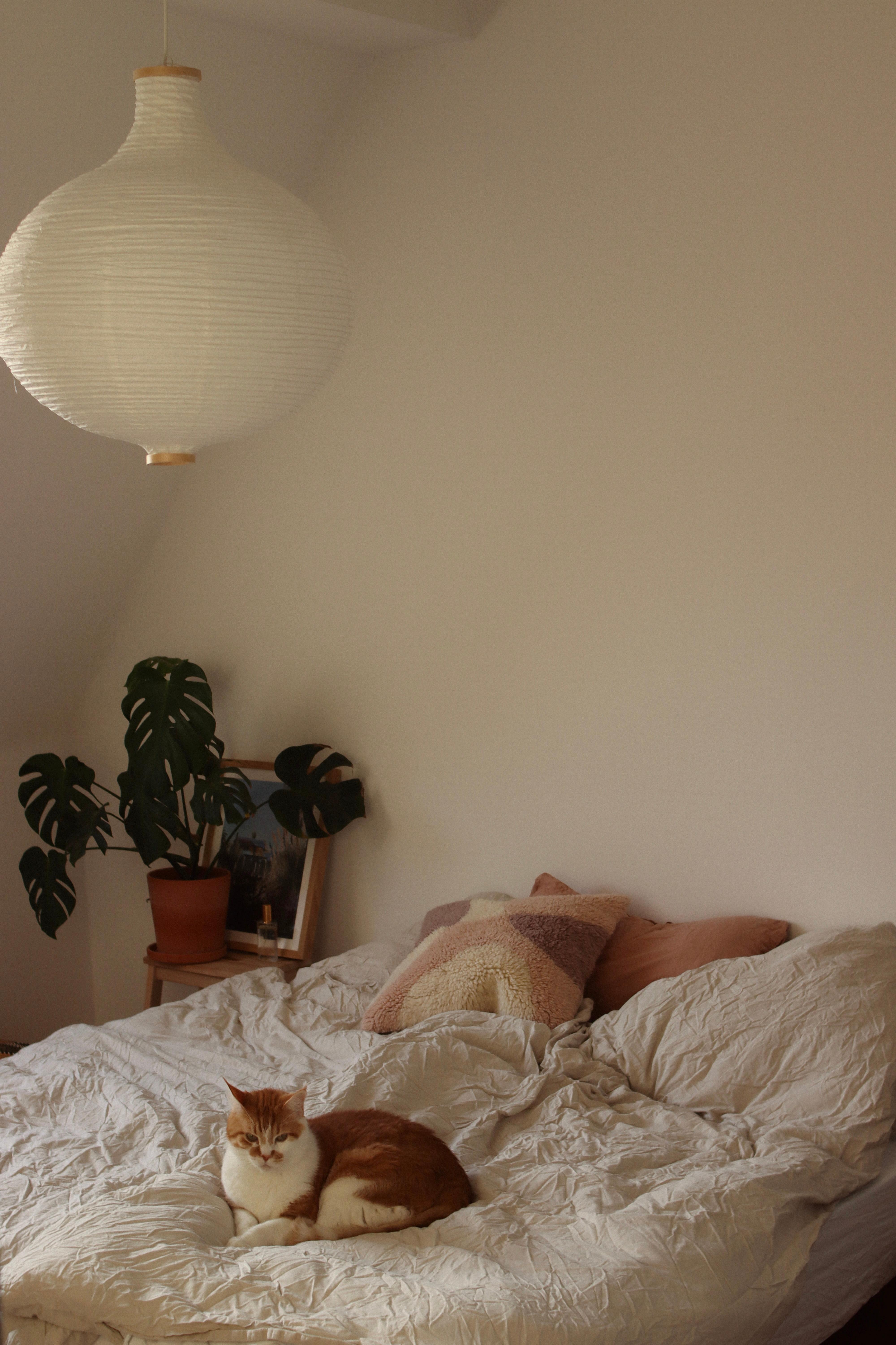 Kuscheltier 🤎
#schlafzimmer#cozy#bett