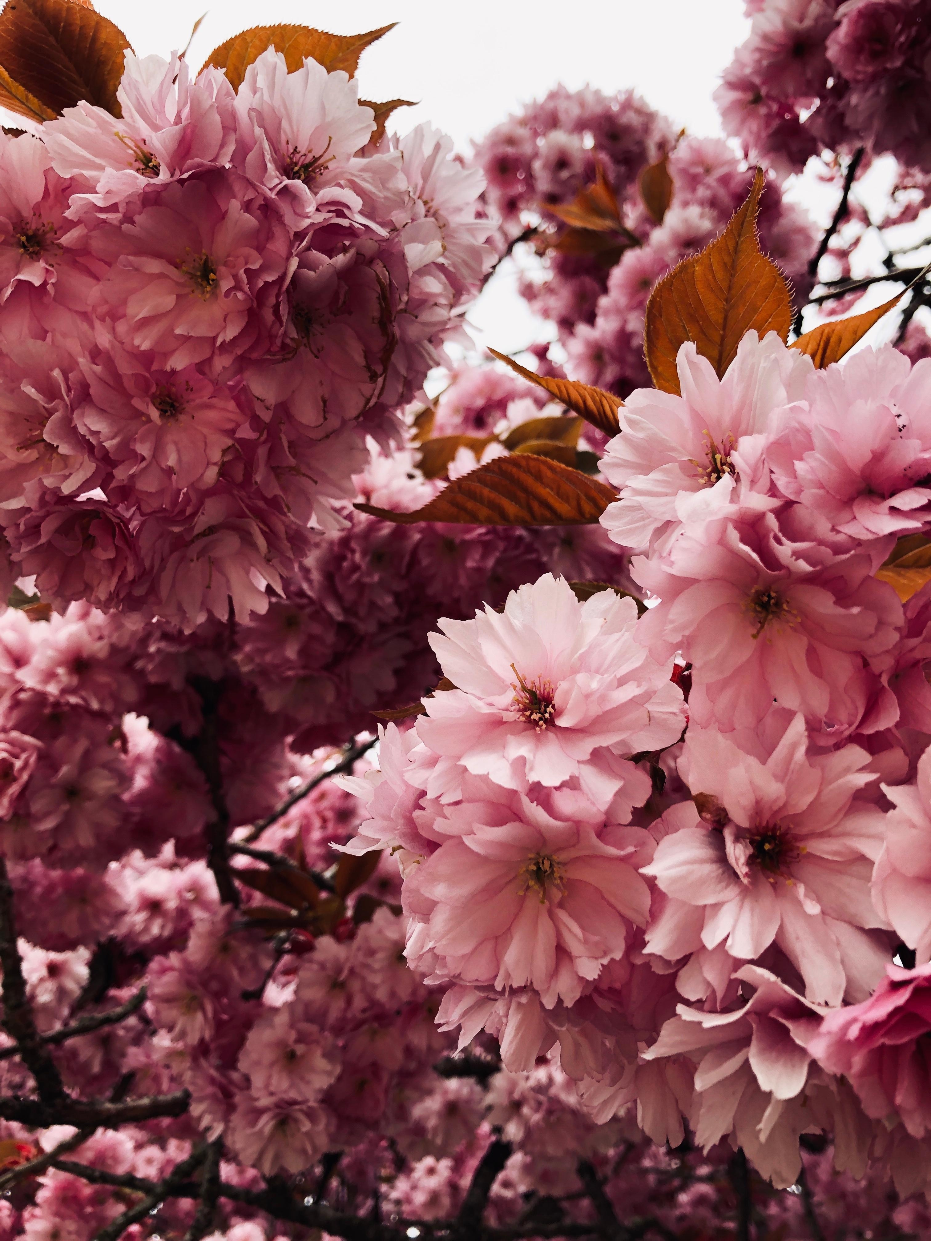 La vie en rose. 
#spring #blossom #natureatitsbest