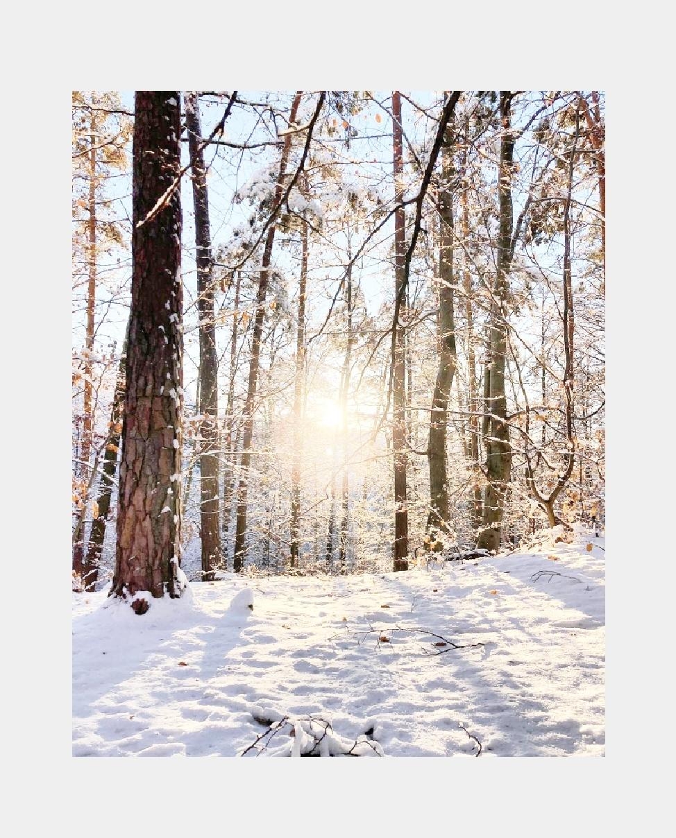 Last SUNday... ☀️❄
(Foto von meiner Schwester)
#schnee #advent #winterwald