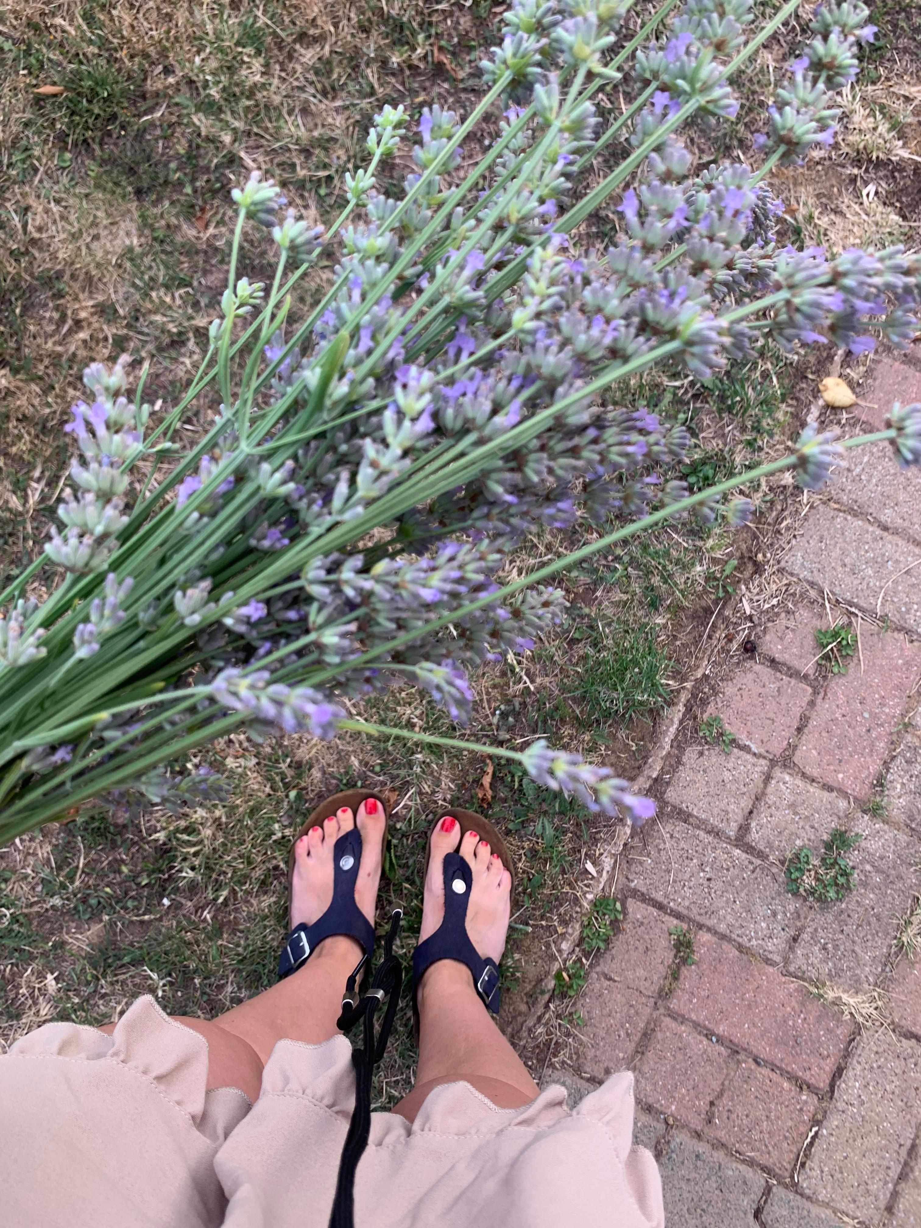 Lavendel aus’m Garten🪻

 #sommer #lavendel #happy #garten #outdoor 