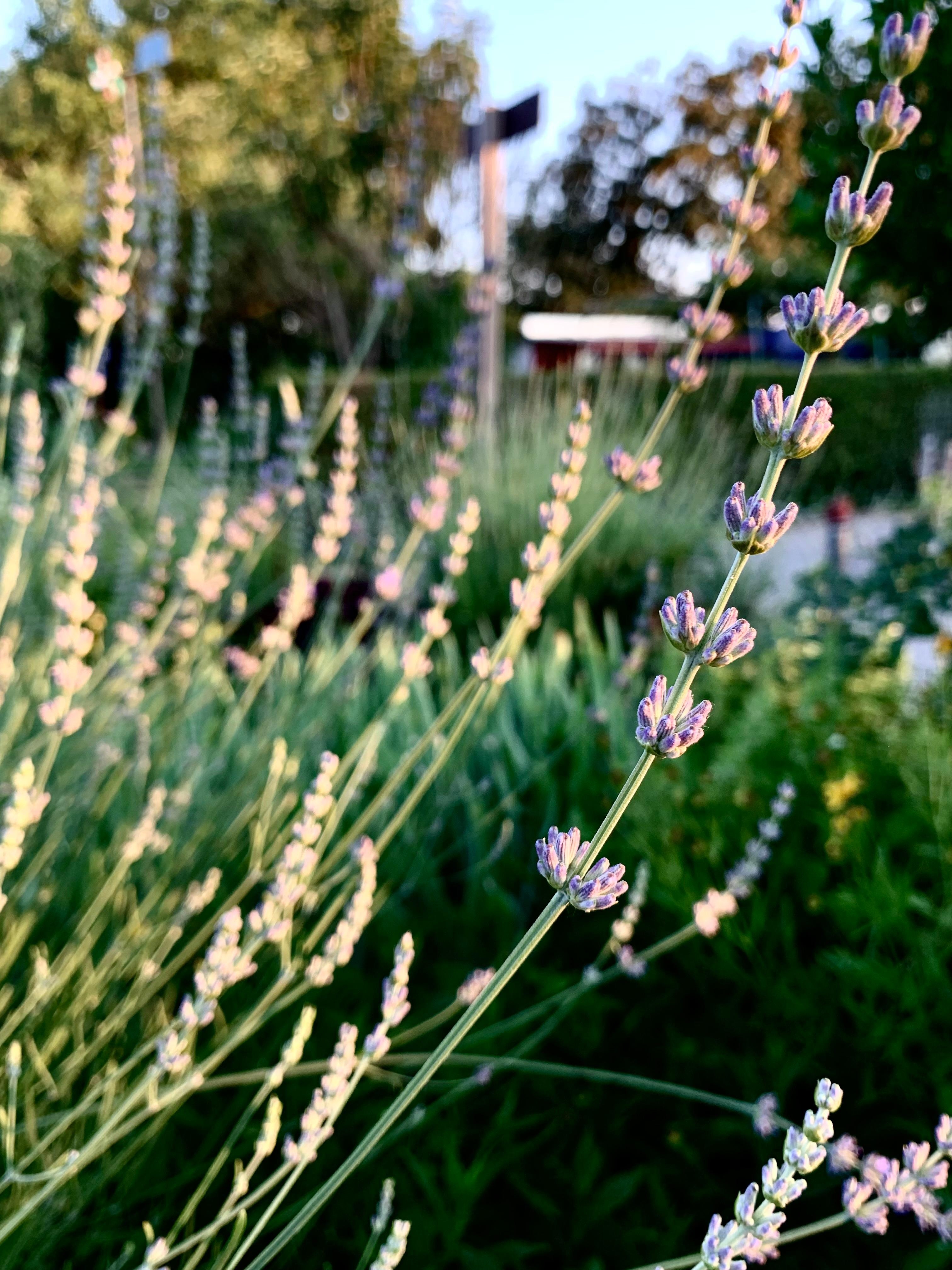 Lavendel im Garten 🪻

#garten #outdoor #lavendel #flower #blüte #duft #sommer 