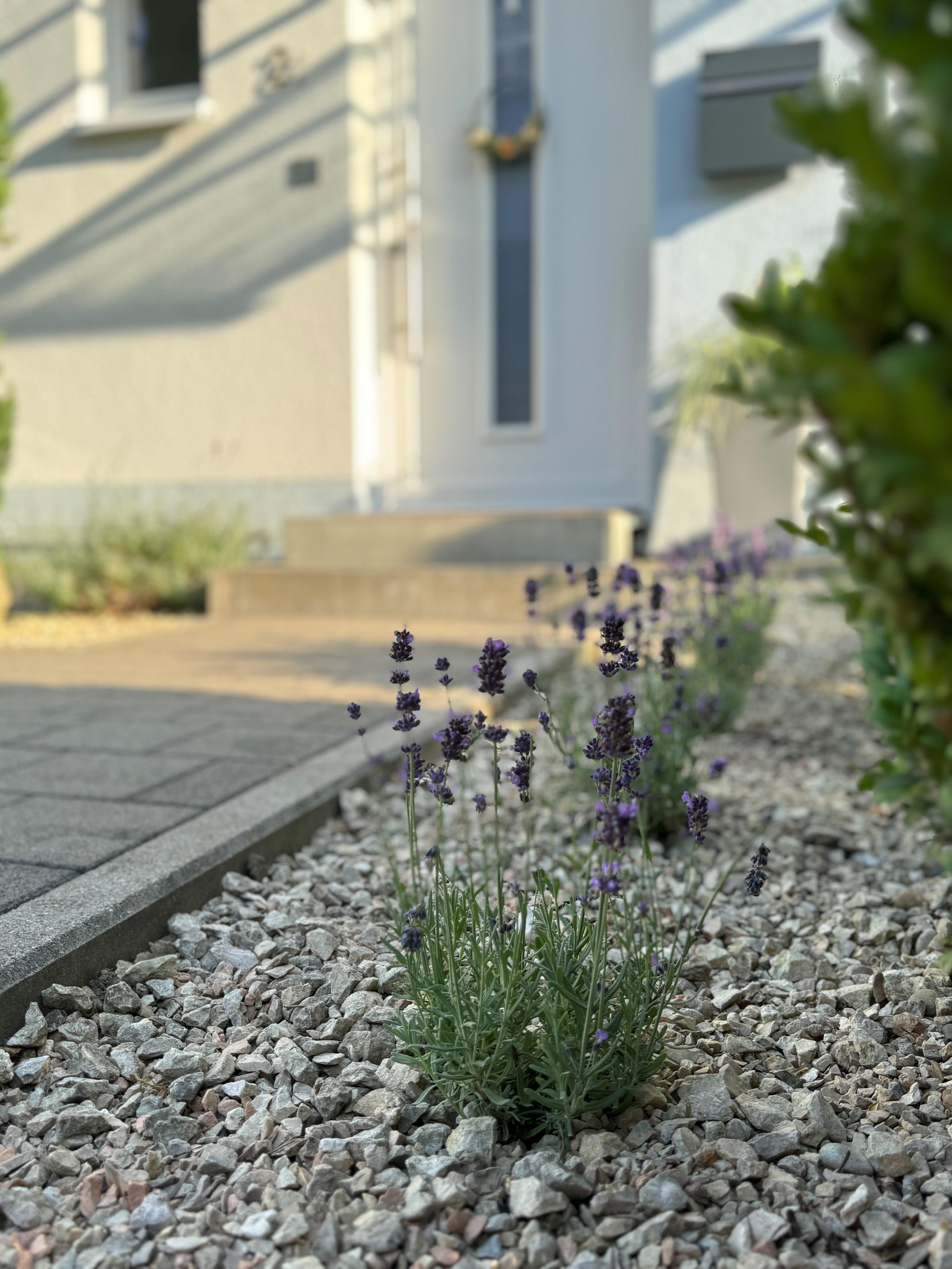Lavendel#Bergstraße