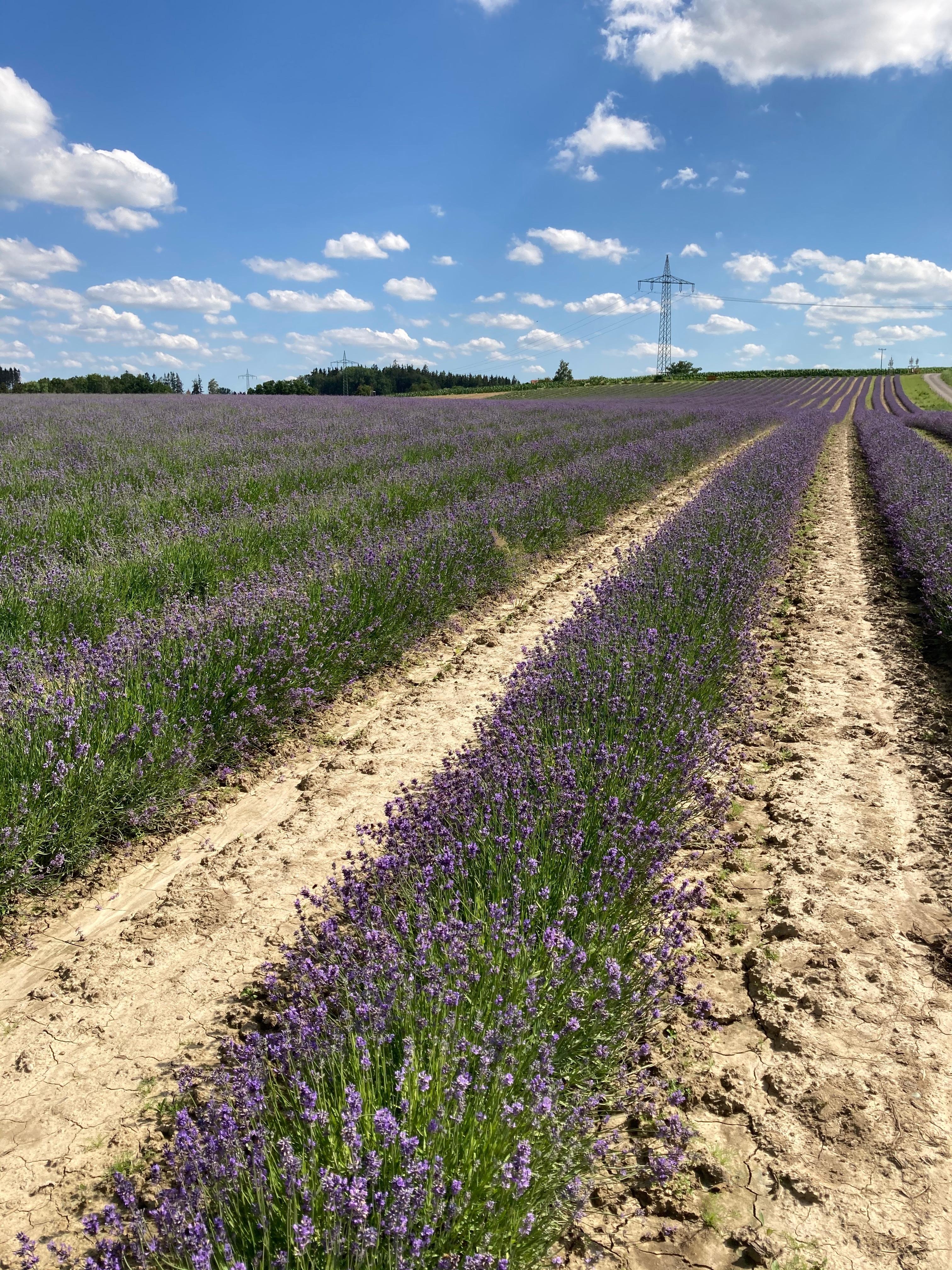 Lavendelfelder gibt es nicht nur in der Provence sondern auch zu Hause in Bayern 💙 #urlaubzuhause #lavendel #dieserduft