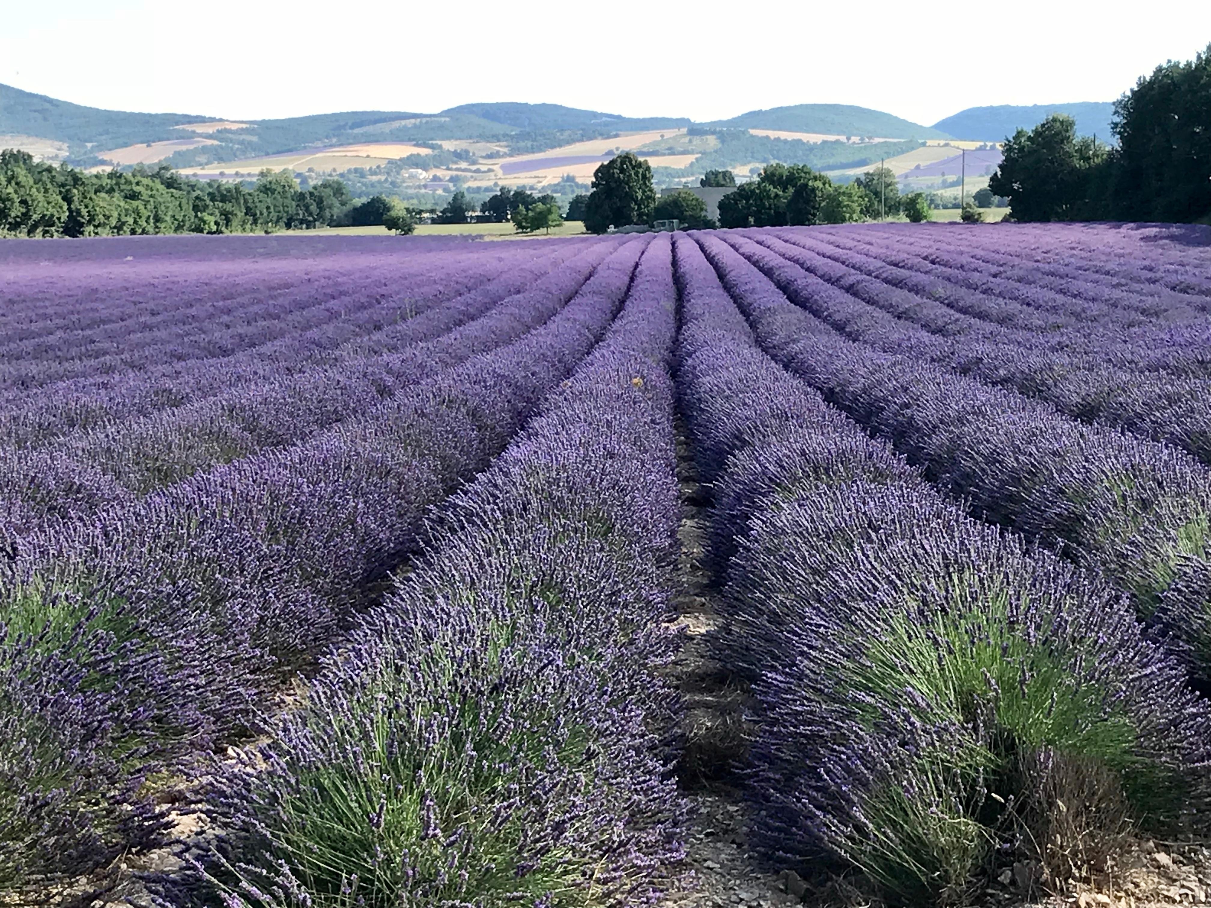 Lavendelfelder in der schönen Provence 💜 #vacation