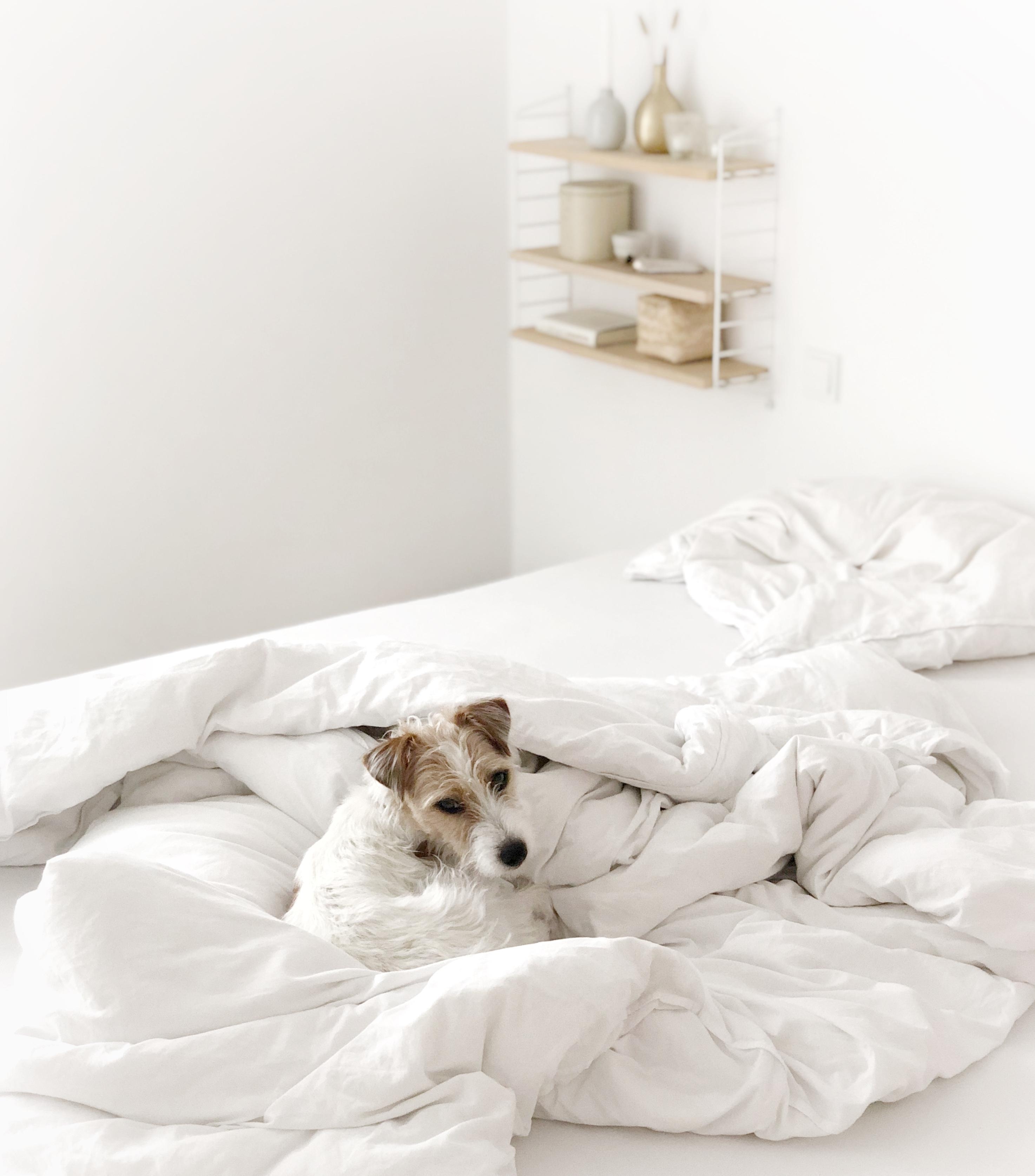 Lazy Morning!
#whitehome#livingwithadog#doglove#doglive#whiteinterior#natural#whiteandwood