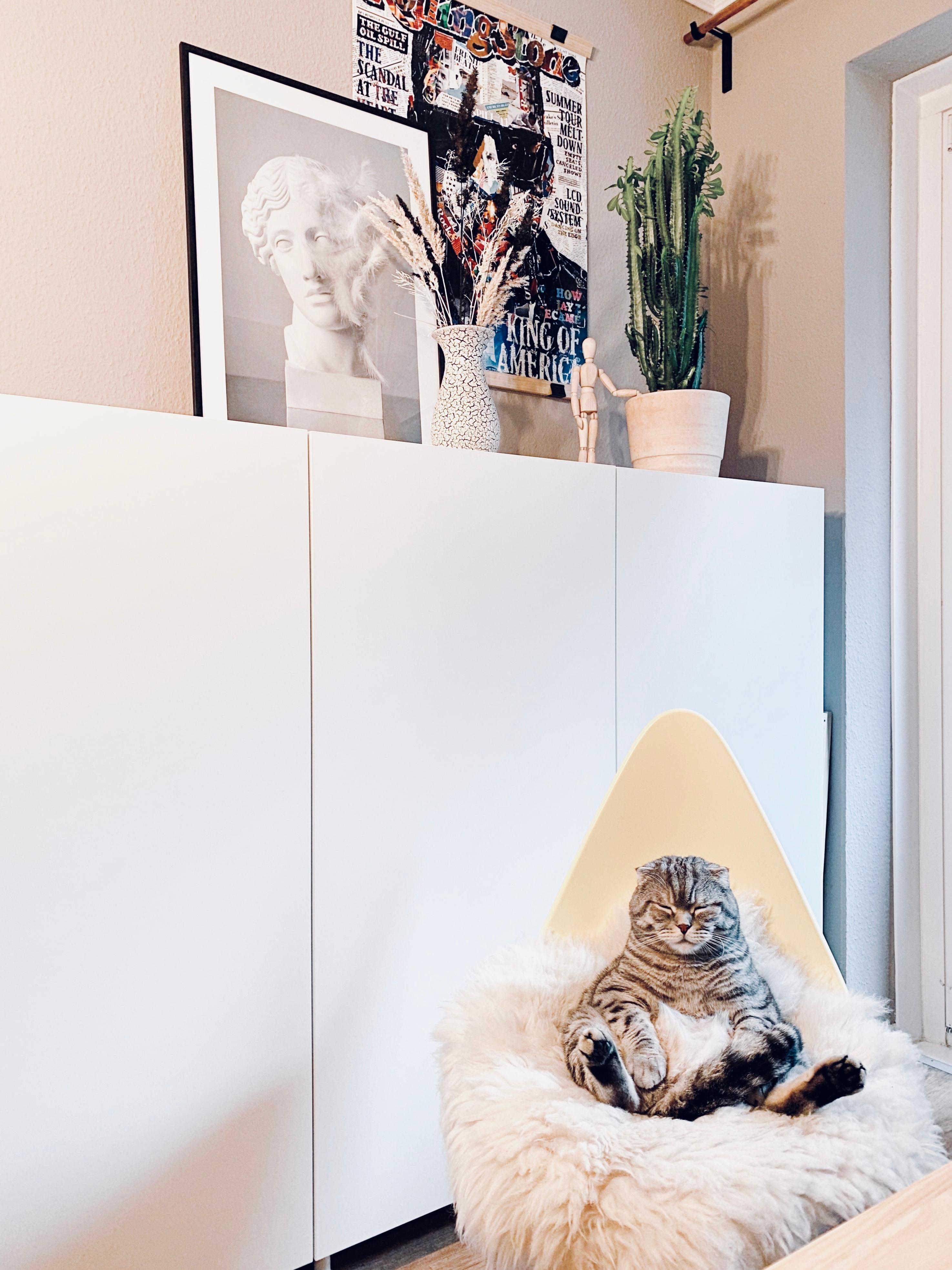 Lazy Sunday
#workingspace #interior #nordicroom #scandinavianliving #hygge #catlover 