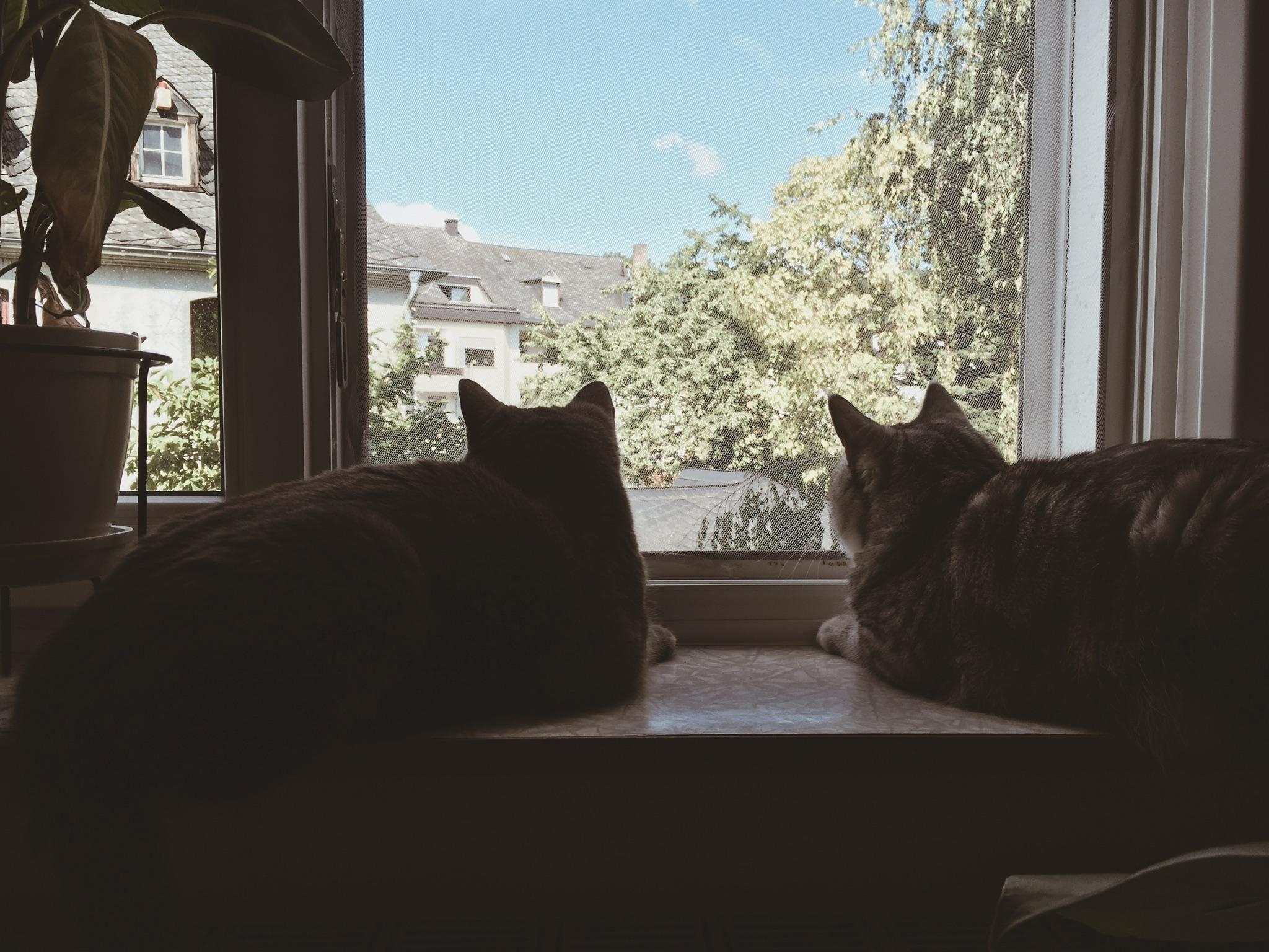 Leider kein Balkon vorhanden 😢 #livingchallenge #balkon #fenster #bedroom #cats #katzen 