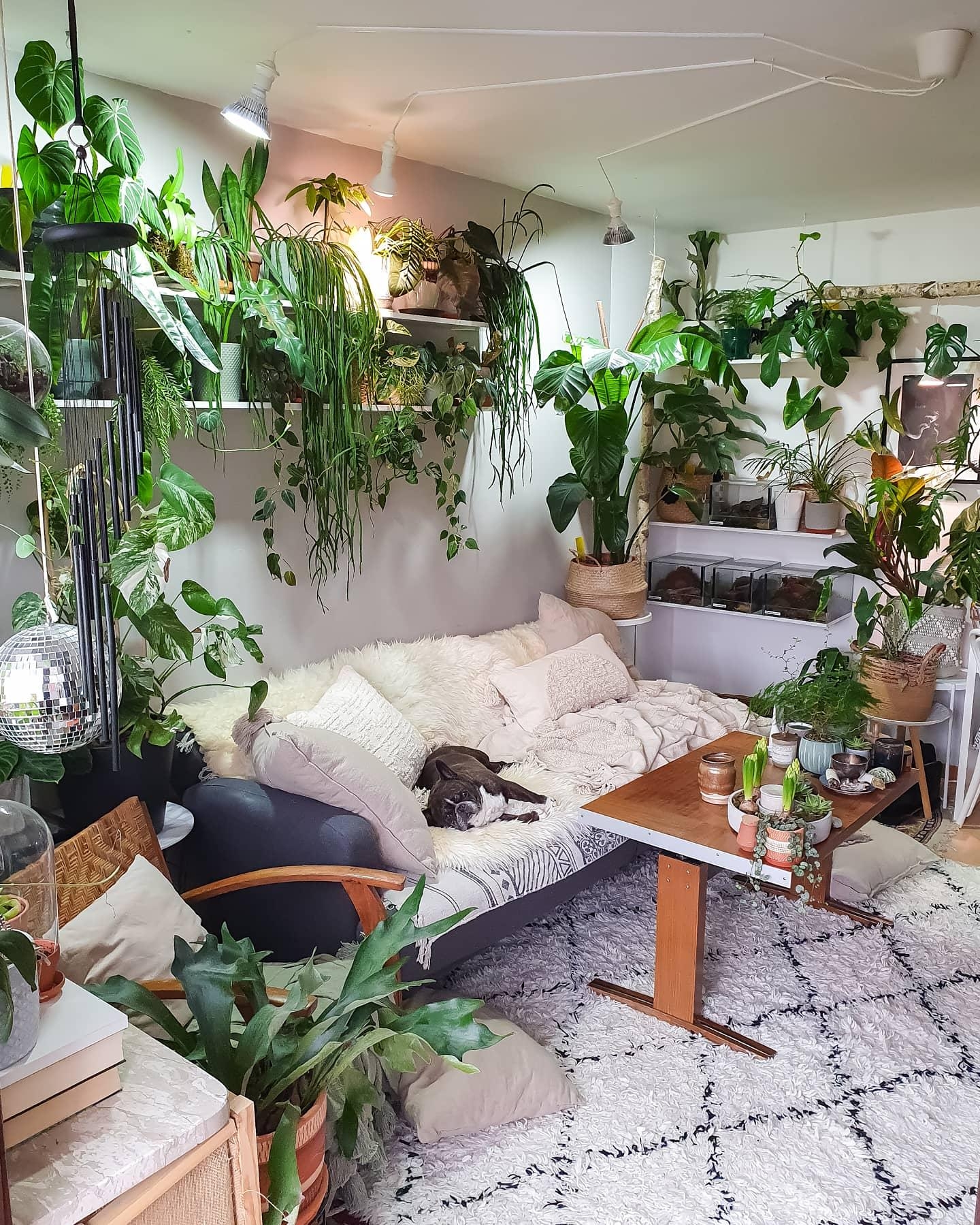 Let's get cozy #wohnzimmer #Pflanzen #couch #couchstyle #hygge