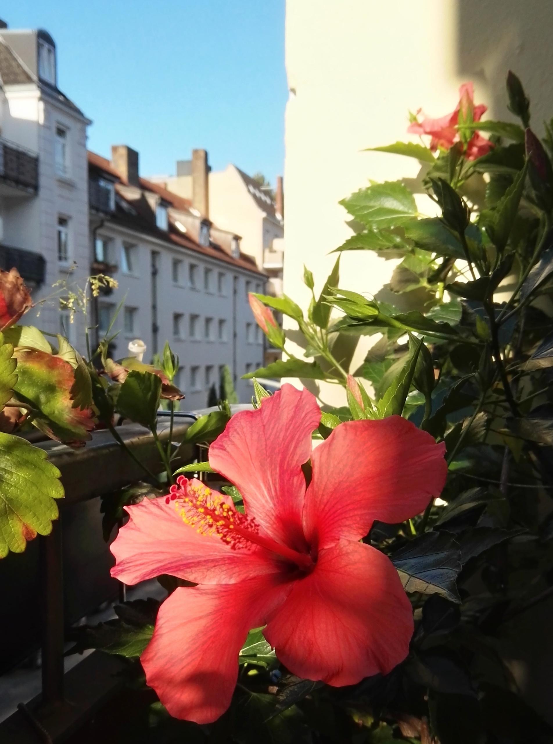 Letzte Sommertage auf dem #Balkon. #grün #blüten #gartenimwohnzimmer #terrassenpflanze