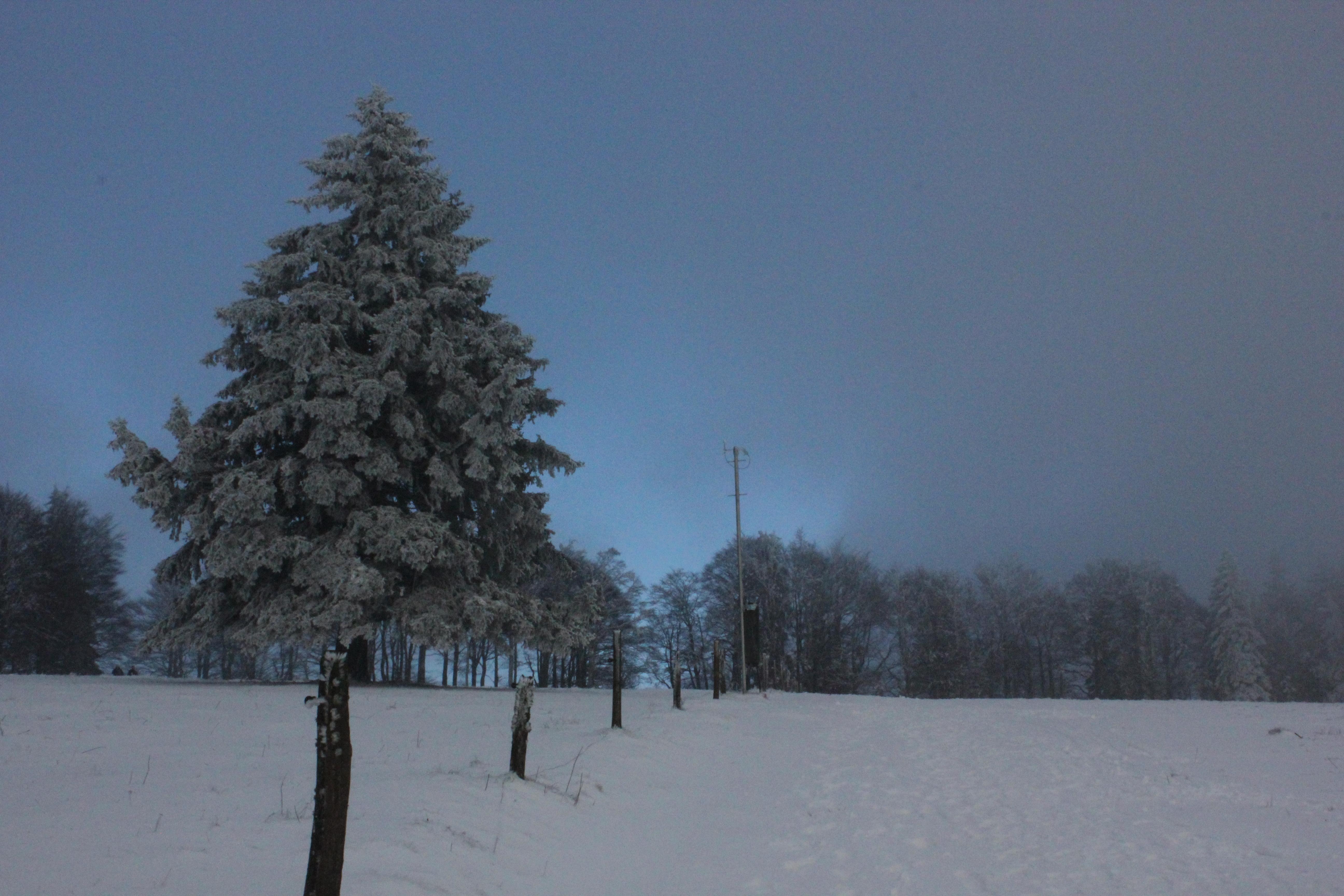 Letzter großer Spaziergang im Schnee für dieses Jahr! #winterwonderland #kandel #freiburg #schnee