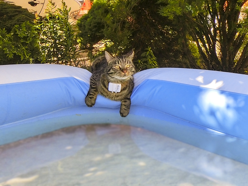 Letzter heißer Sommertag! ☀️
Elmo und das Planschbecken.
#kater #katze #catcontent #pool #sommer #heißheißheiß