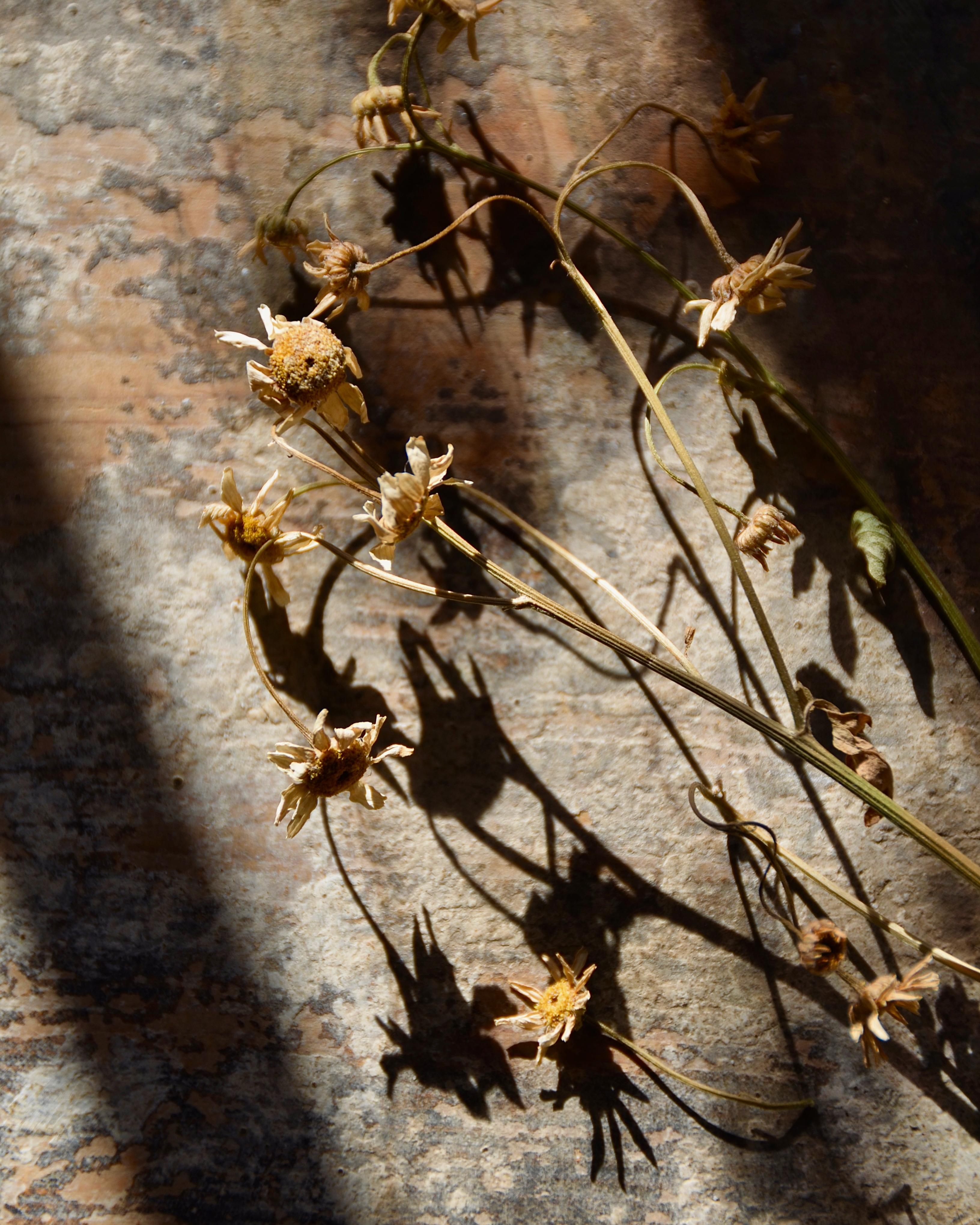 Licht und Schatten #abendlicht #sommerblumen #spätsommer #sommertage #vintagedeko #holztisch #altbau #alteshaus #skandinavisch #sommer #wiesenblumen