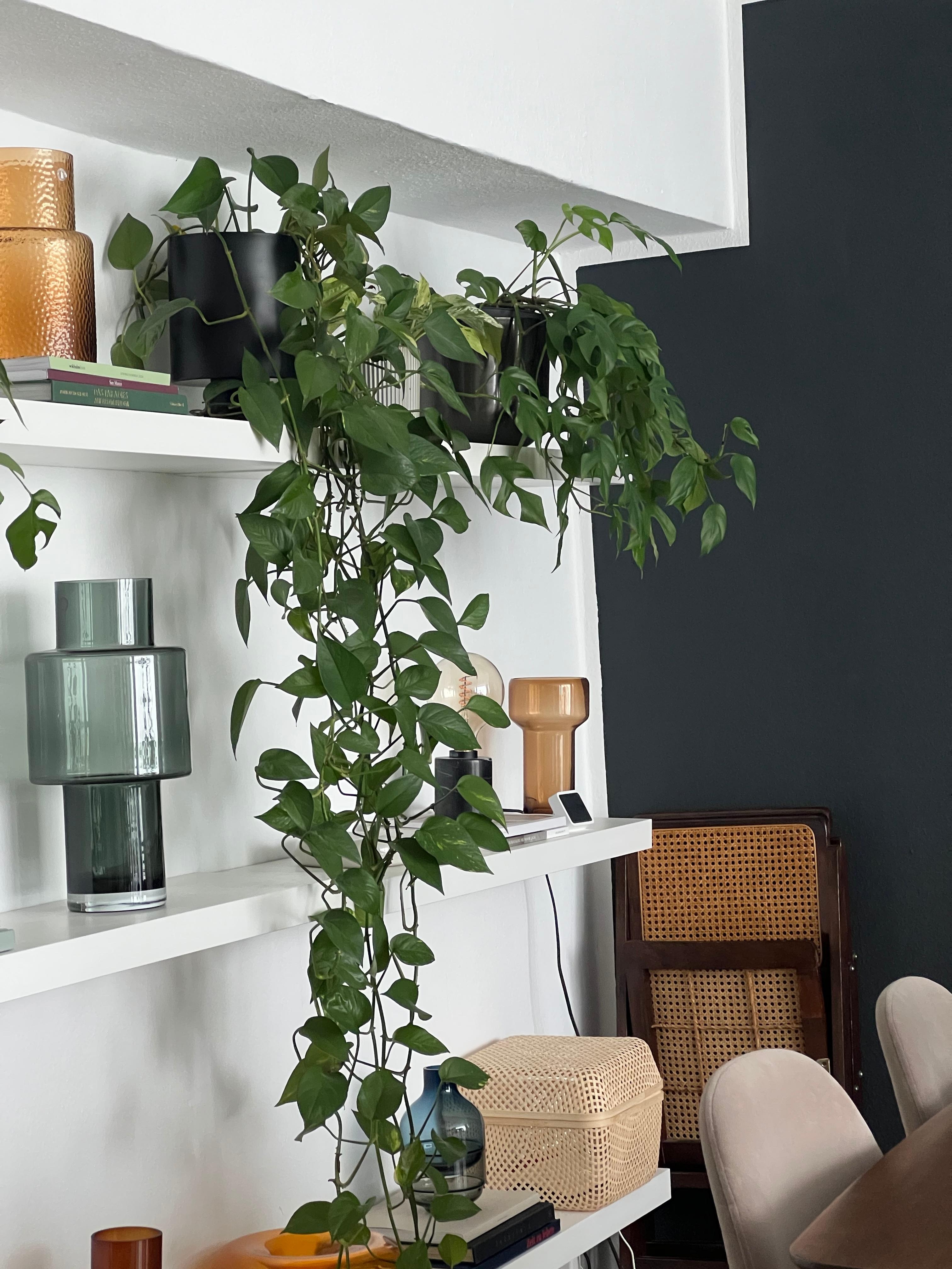 Liebe meine lack Regale von Ikea im Wohnzimmer 🫶🏼 #wohnzimmer #lack #ikea #pflanzen #vasen 