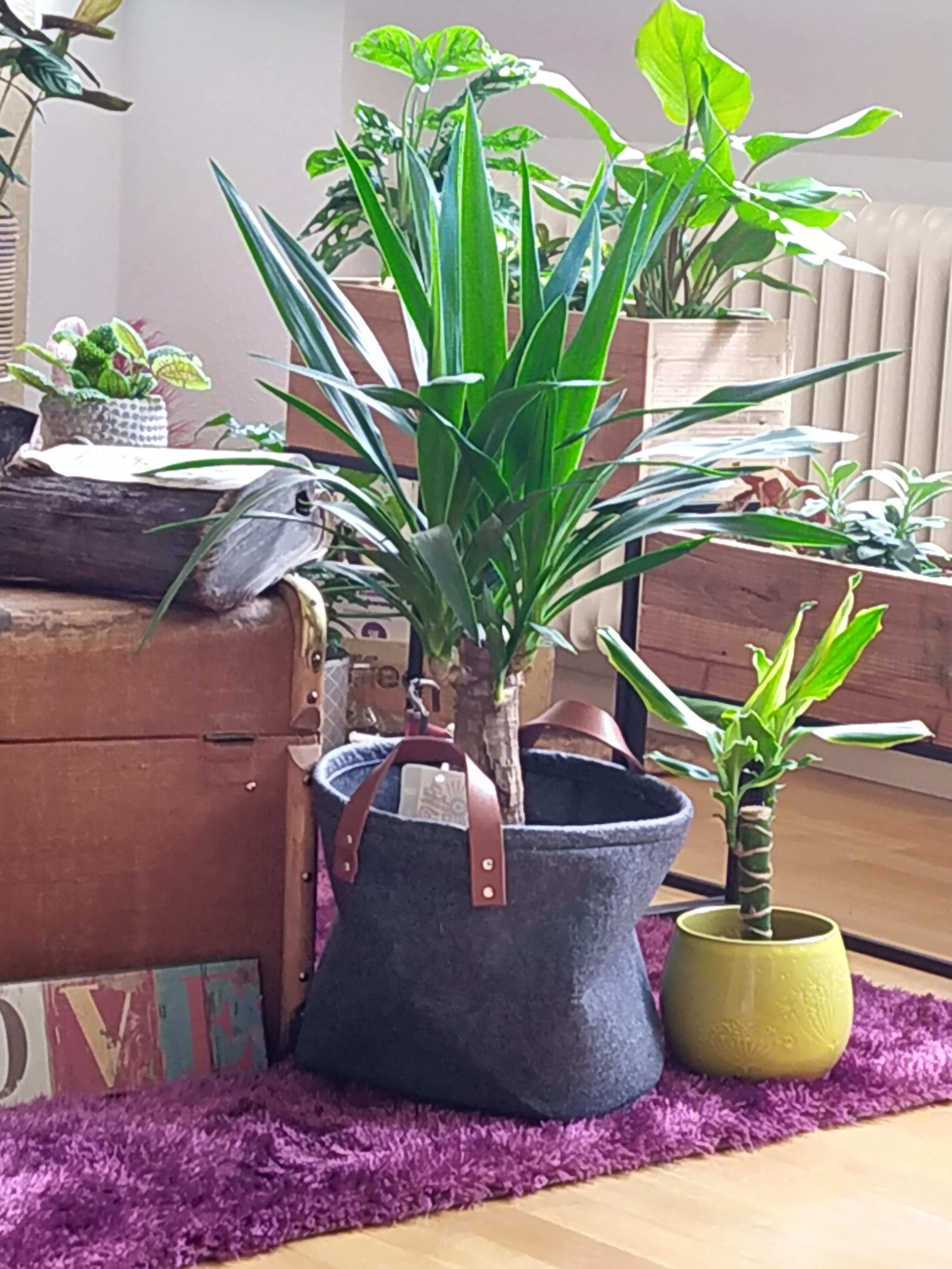 Liebe meine vielen Pflanzen.
#pflanzen #grün #livingroom #wohnzimmer #entspannung #pflanzenliebe #couchliebe