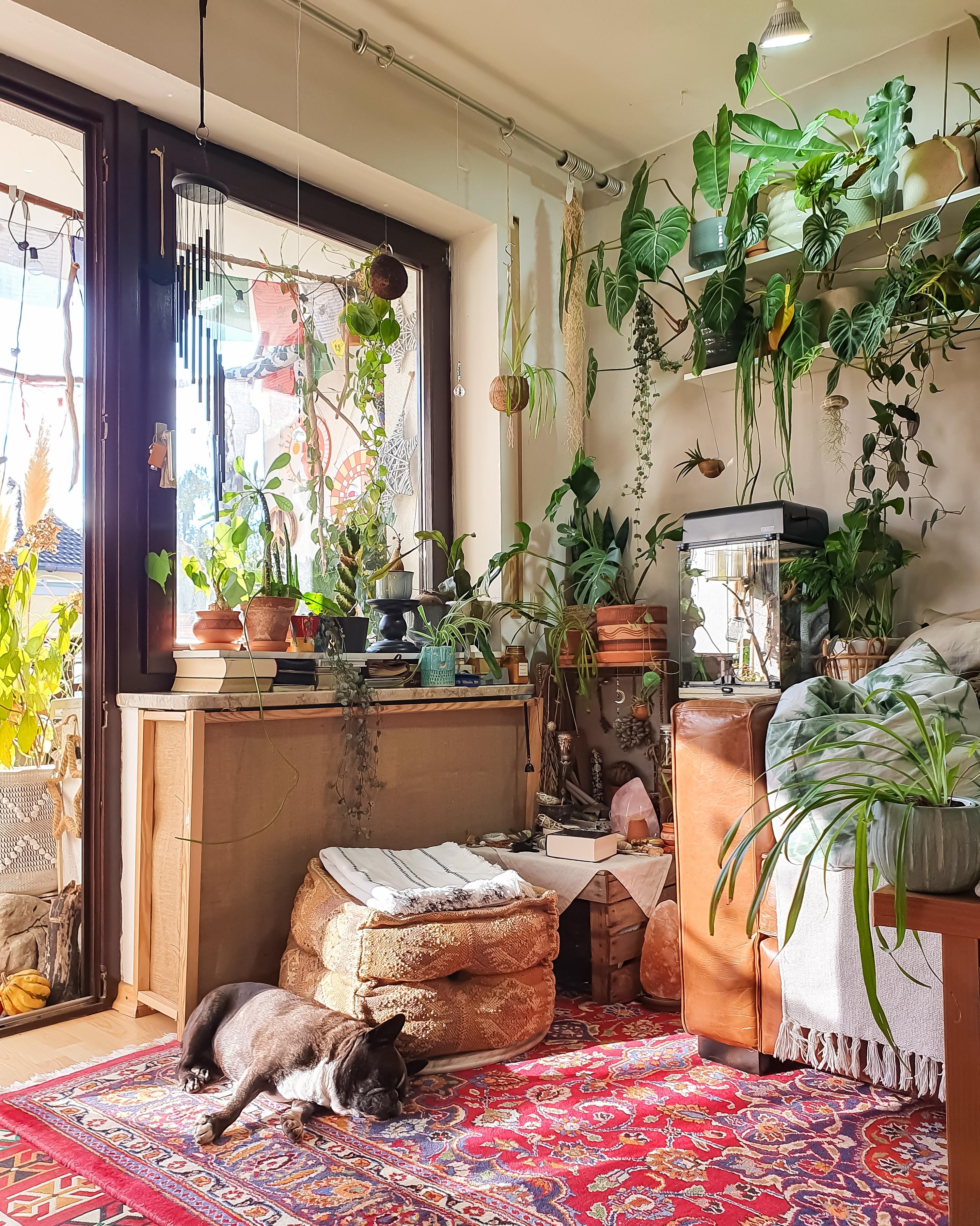 Lieblingsecke 🥰 #Wohnzimmer #Pflanzen #Couch #monstera #Terrarium 