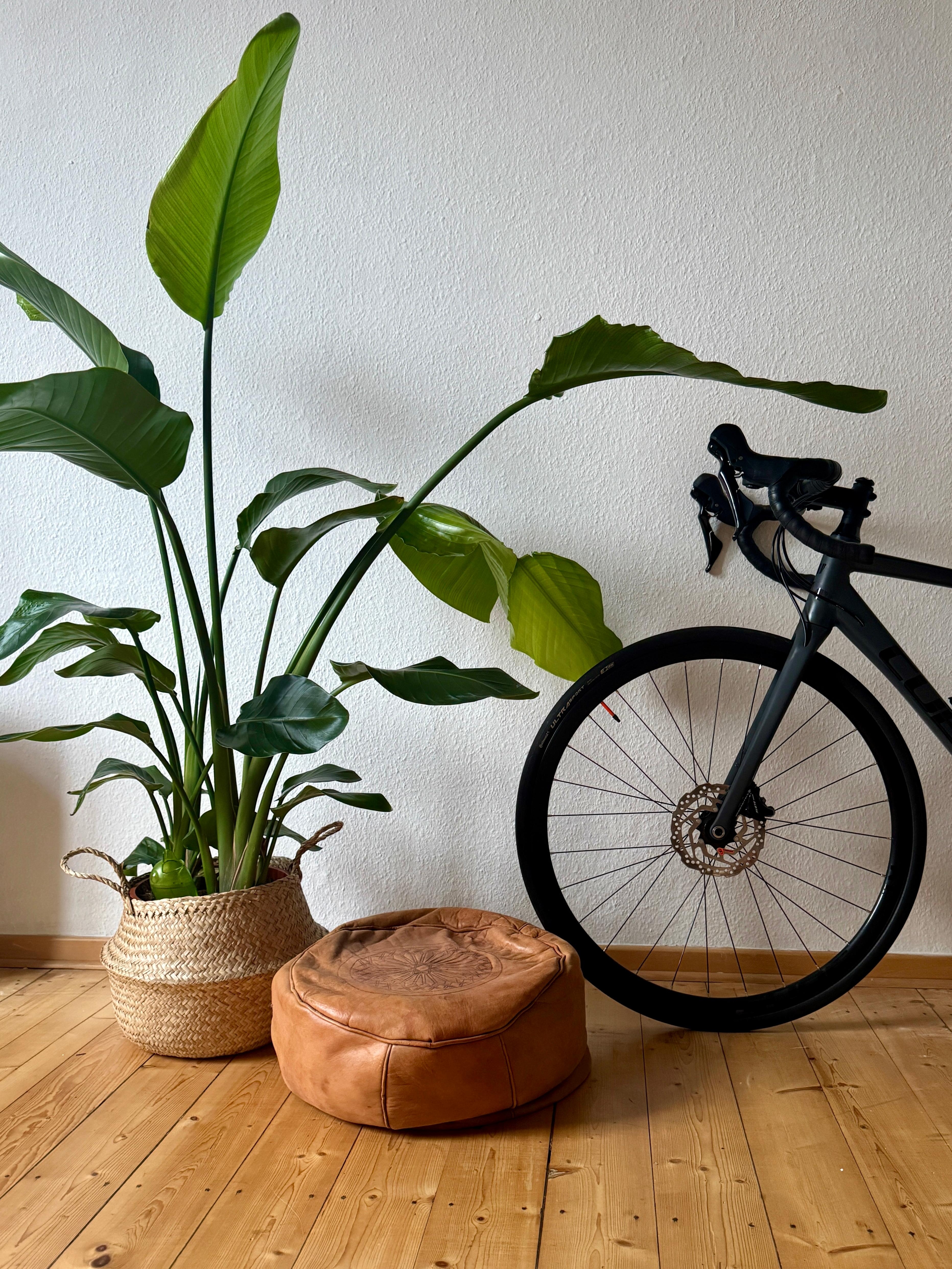 Lieblingsstillleben 
#altbau #dielen #cycling #plantlove #bohemian 