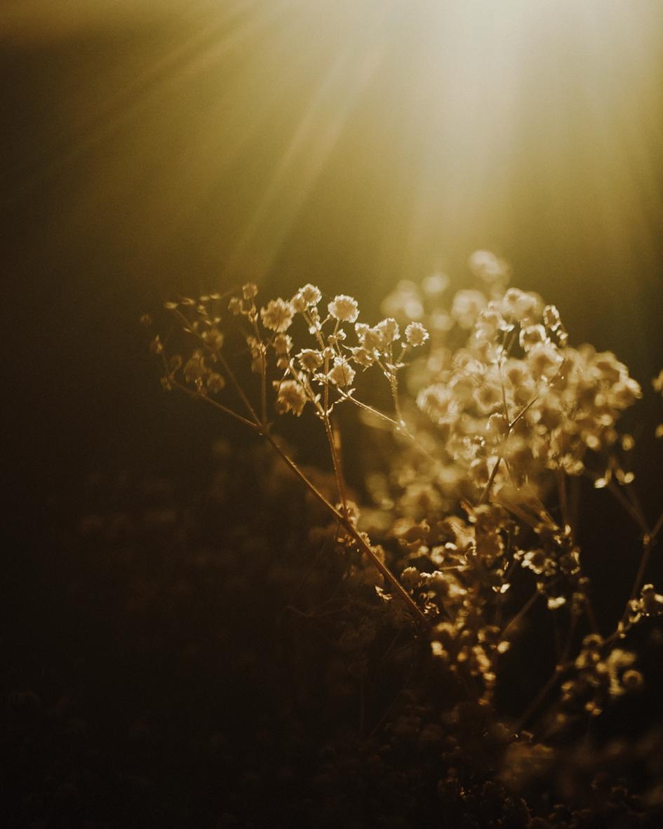 light, light, light :)
#light #flower