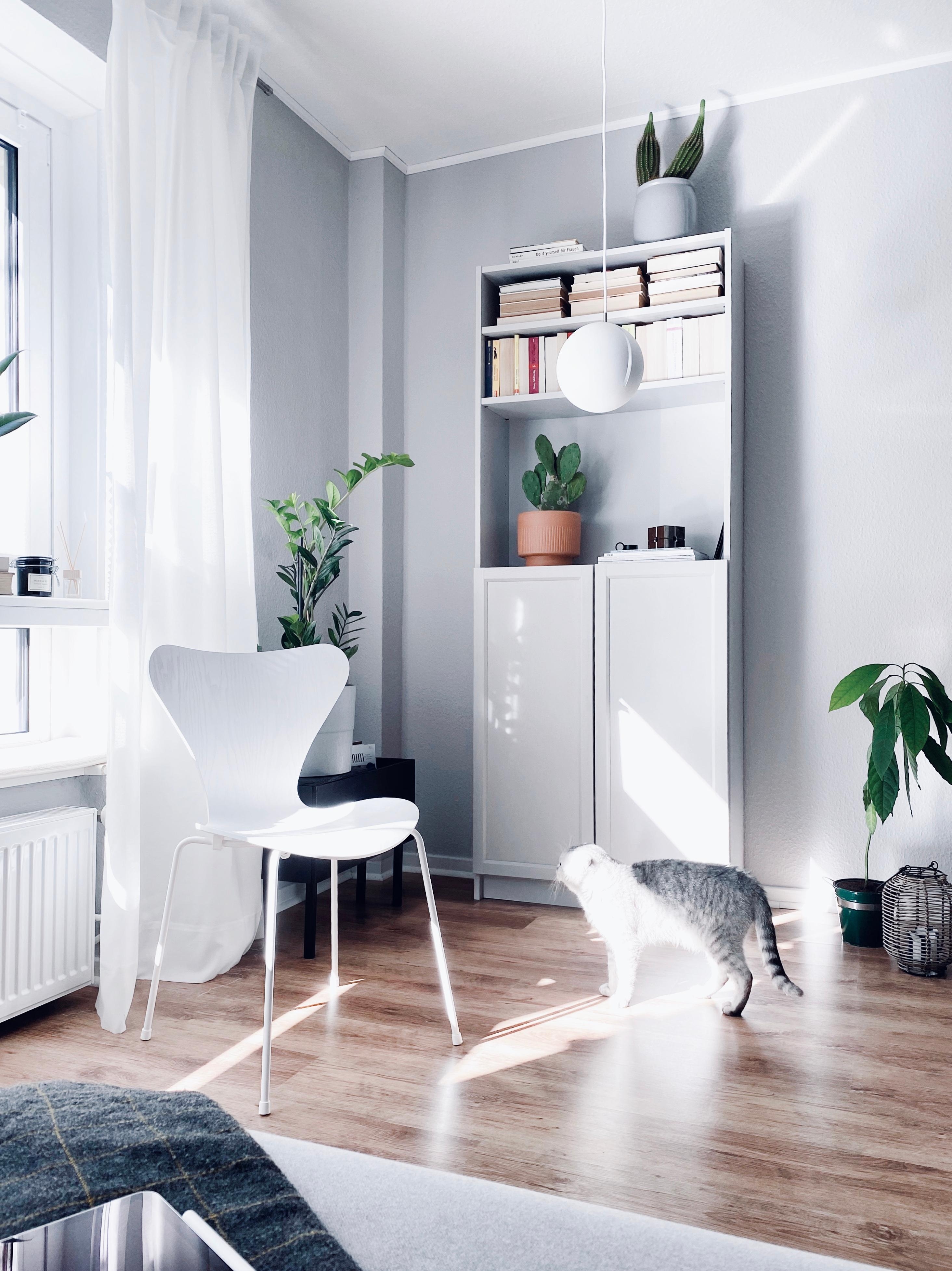 #light #livingroom #catlover #grey #nordichome #minimalism 
