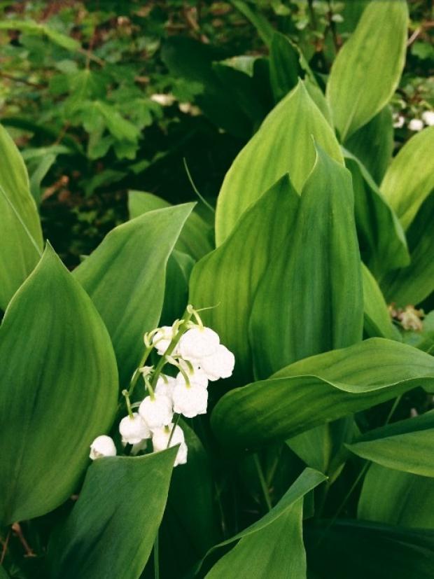Lilly of the valley 