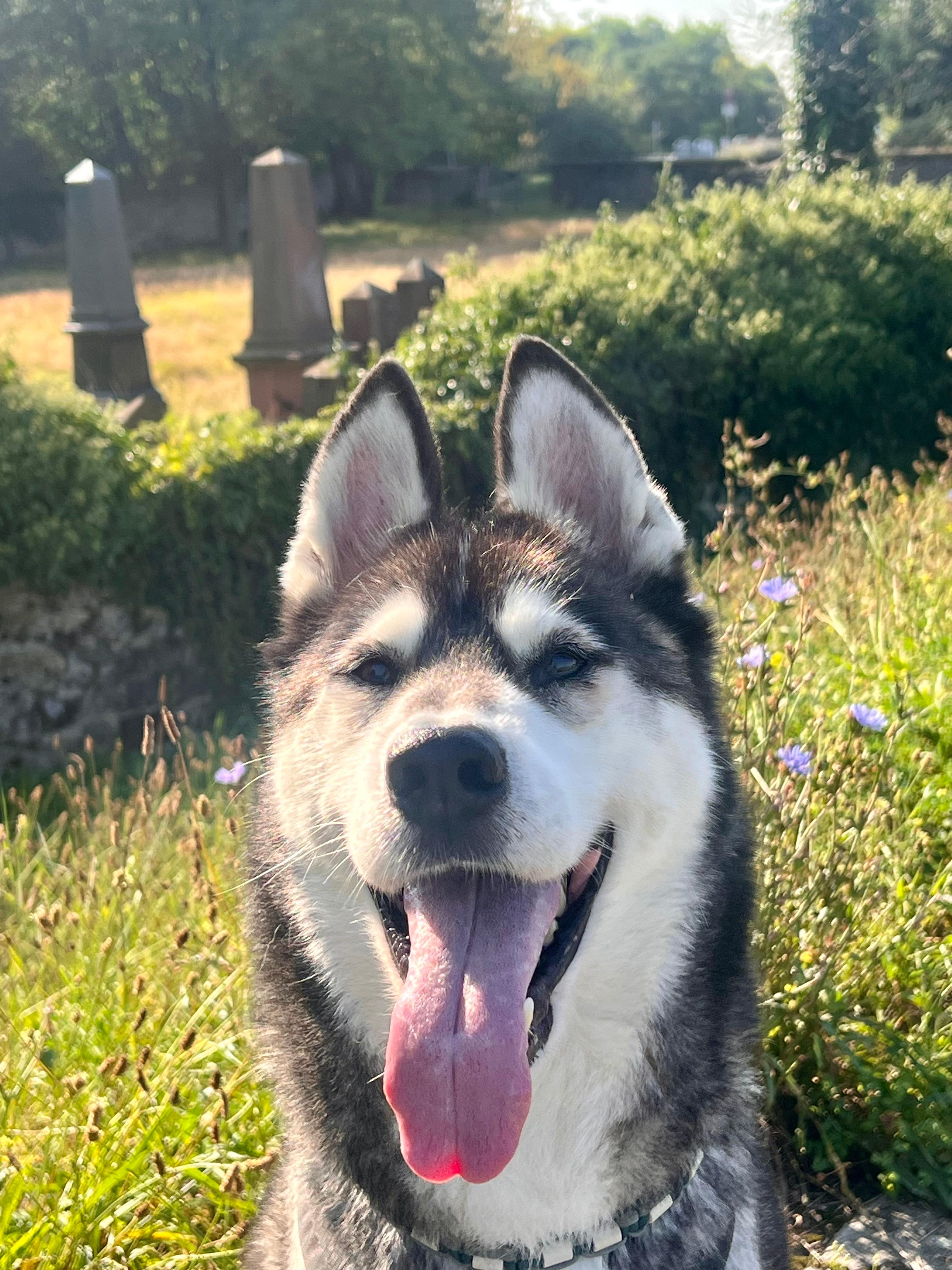 Lio - Sibirian Husky