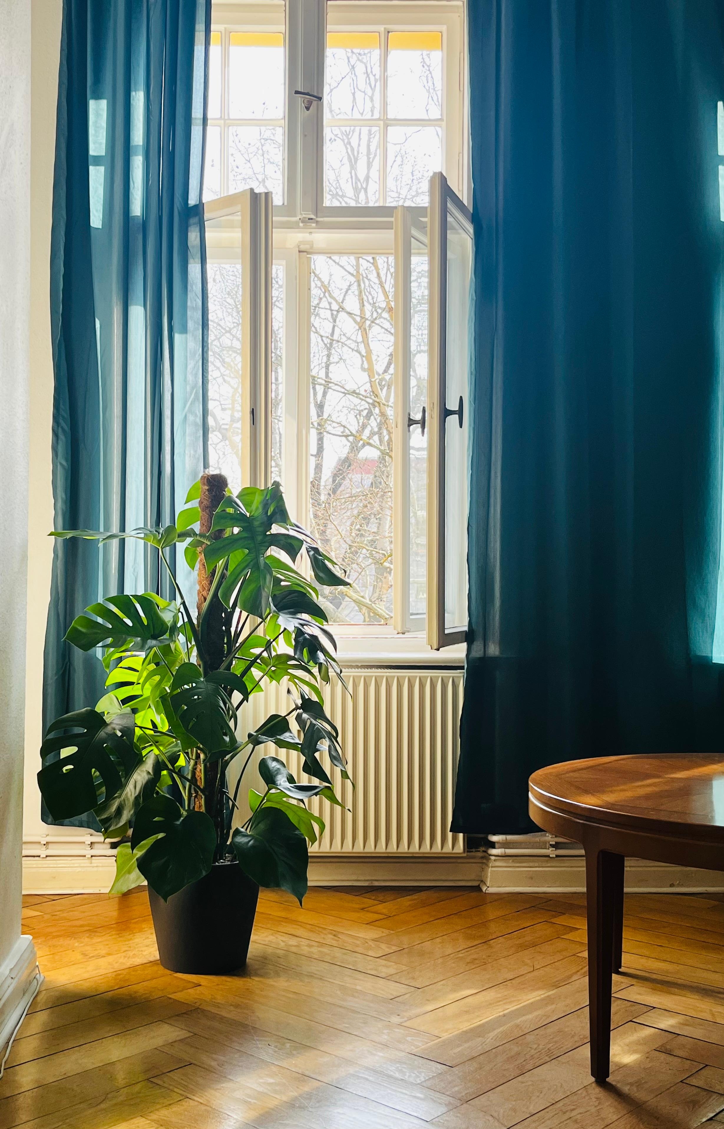 #living #livingroom #plant #springfeeling