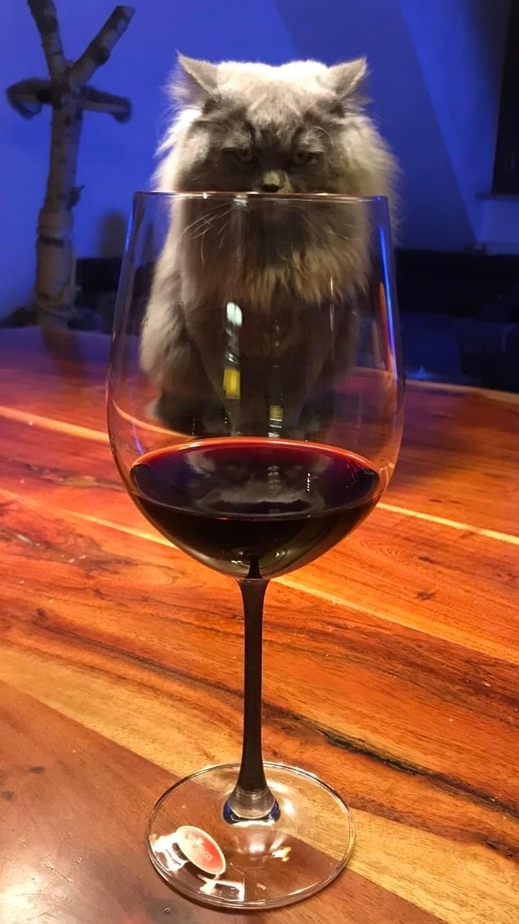 #livingchallenge #Esszimmer
((cats and wine, da sag ich nicht nein))