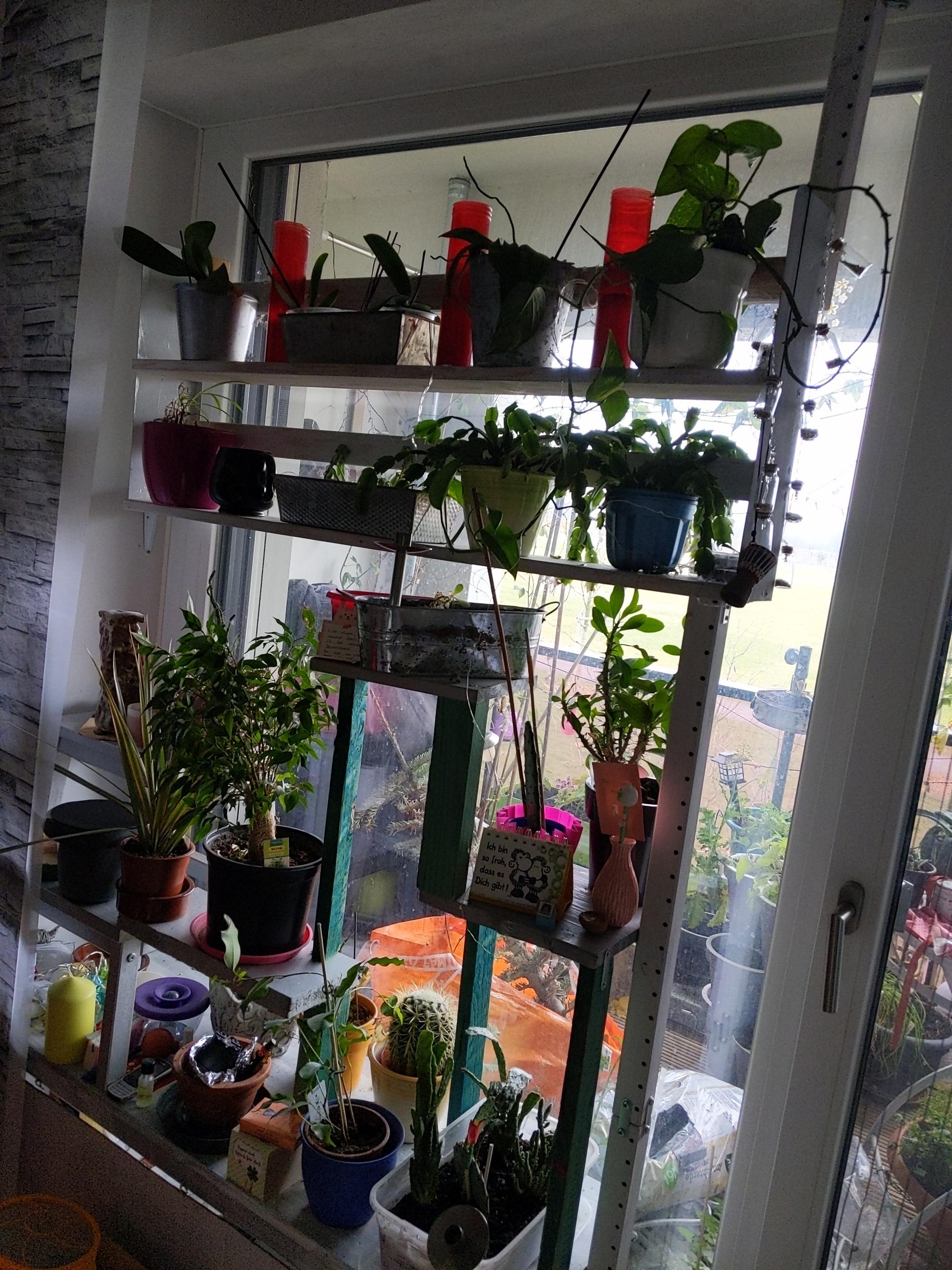 #livingchallenge #lieblingsraum
Mein Wohnzimmer, wegen meines Pflanzenfensters