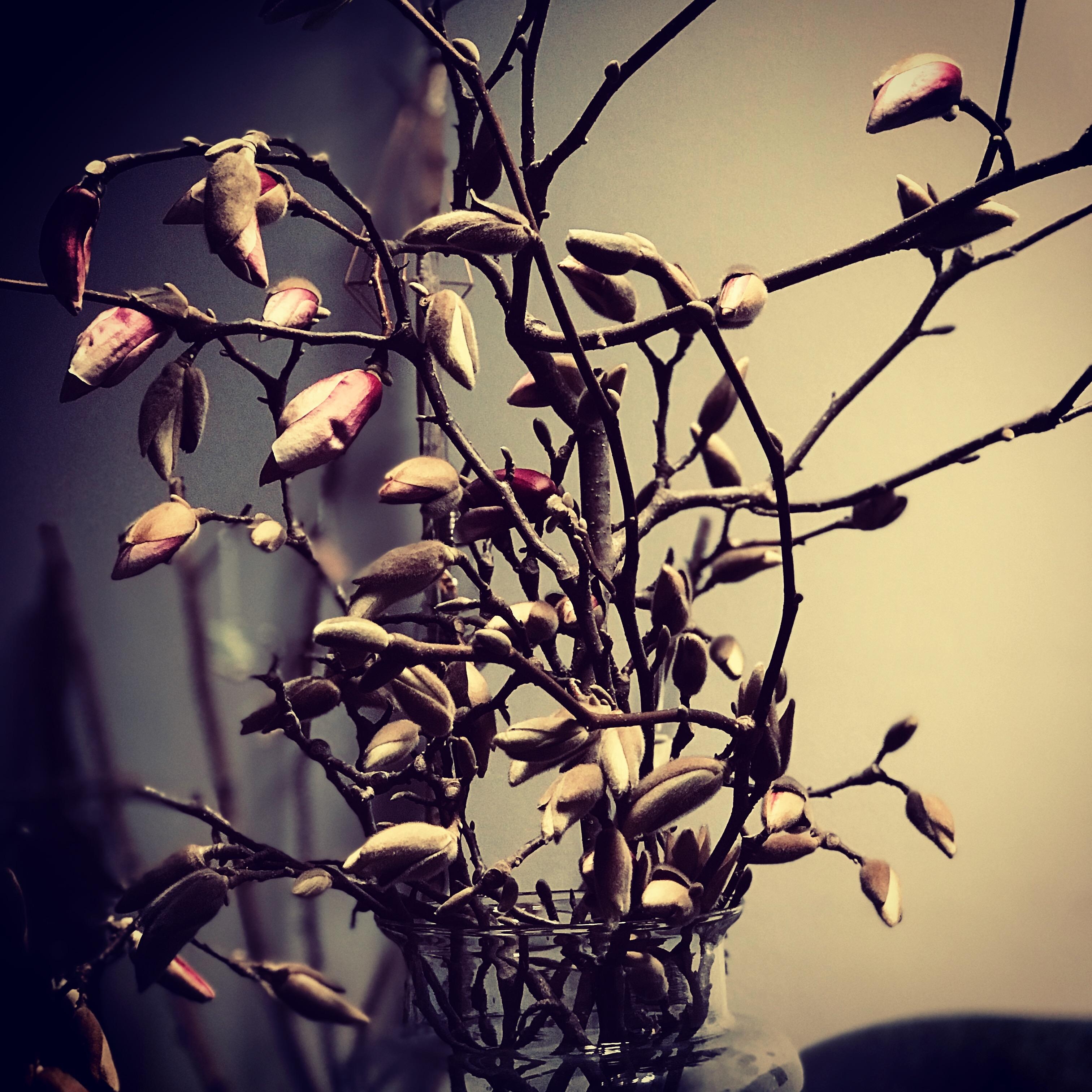 #livingchallenge #magnolien