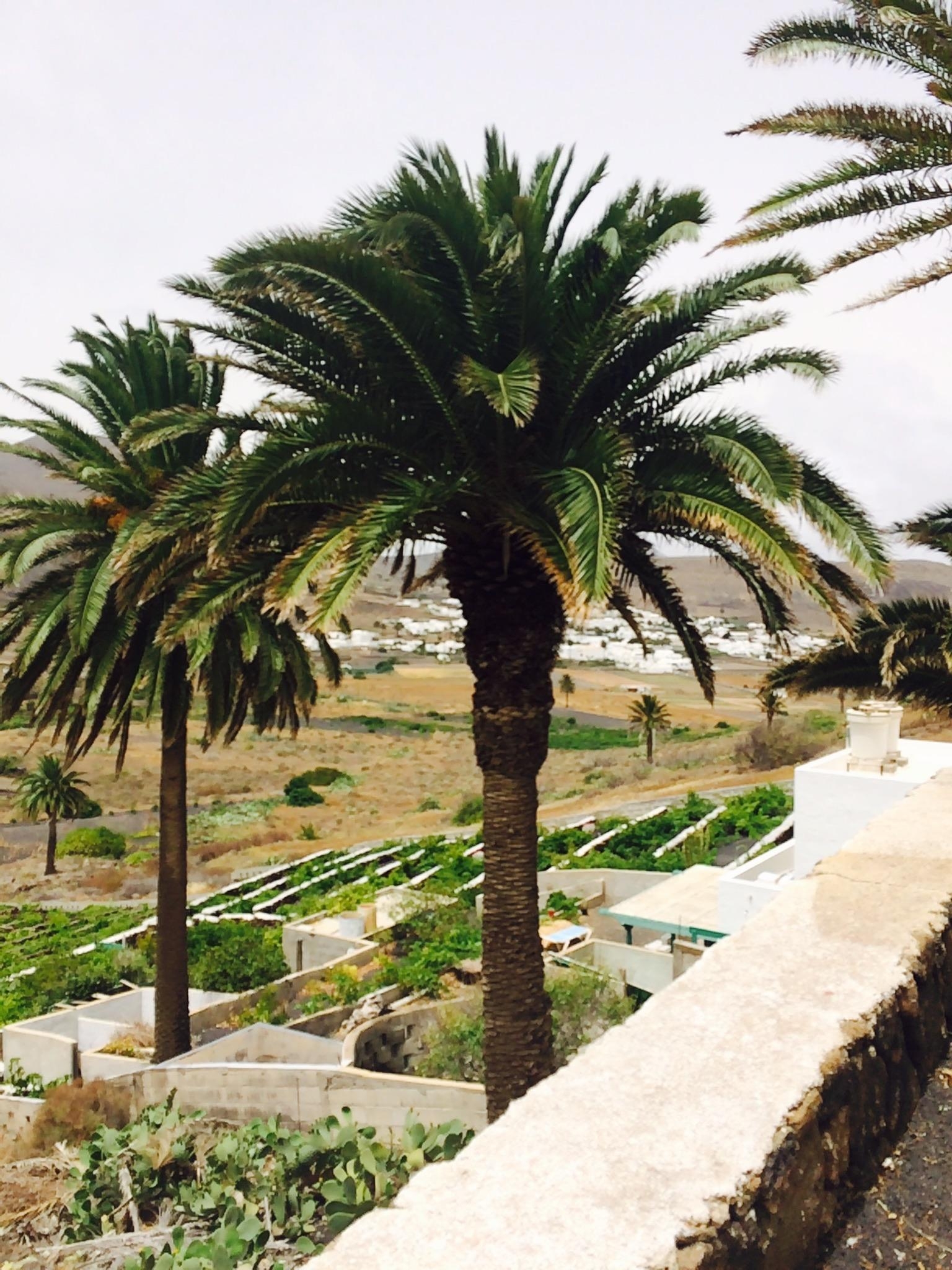 #livingchallenge Meine liebste #Plantgang 💕 auf Lanzarote 