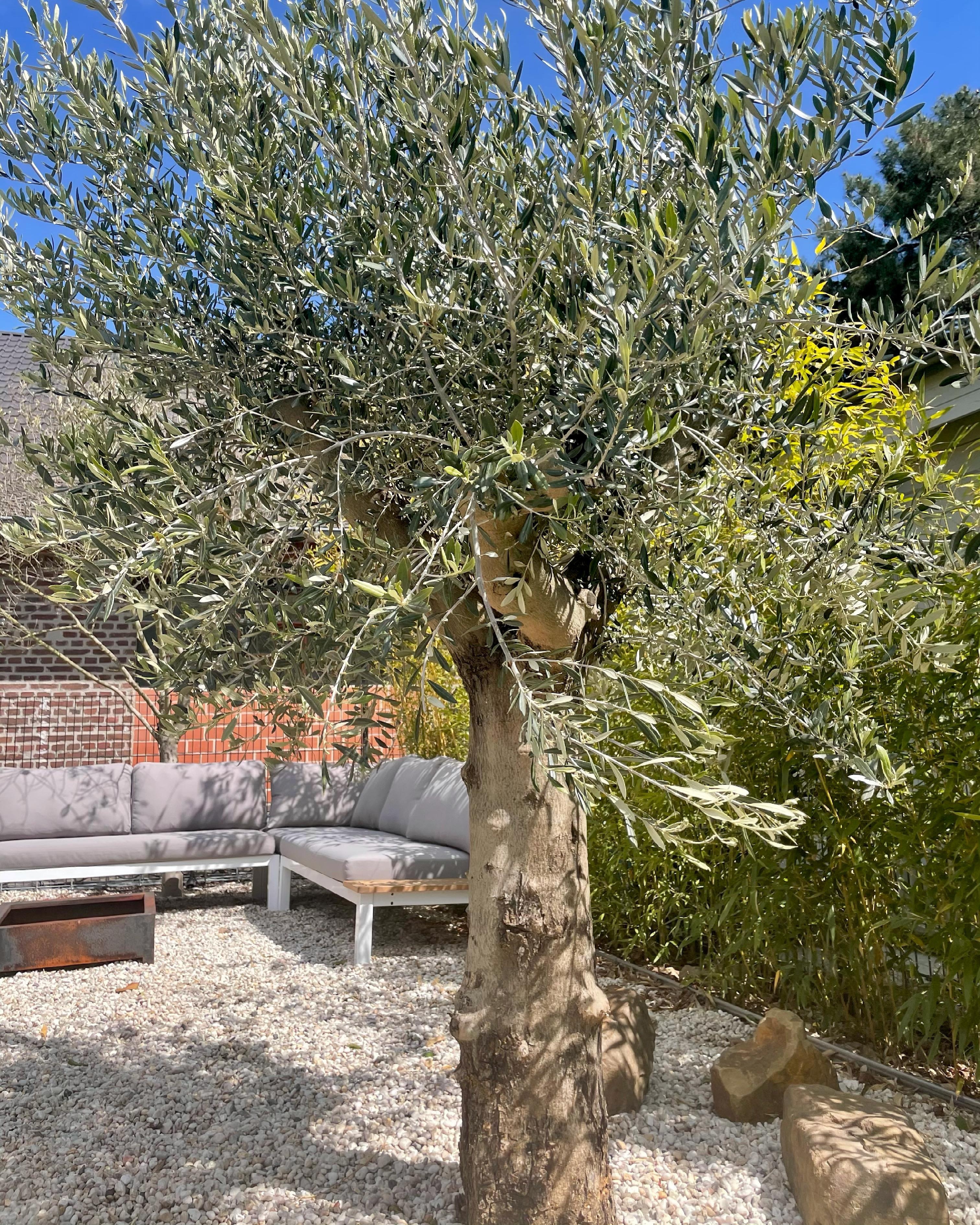 #livingchallenge #outdoor 
Der neue Olivenbaum durfte auch neu einziehen 🤍