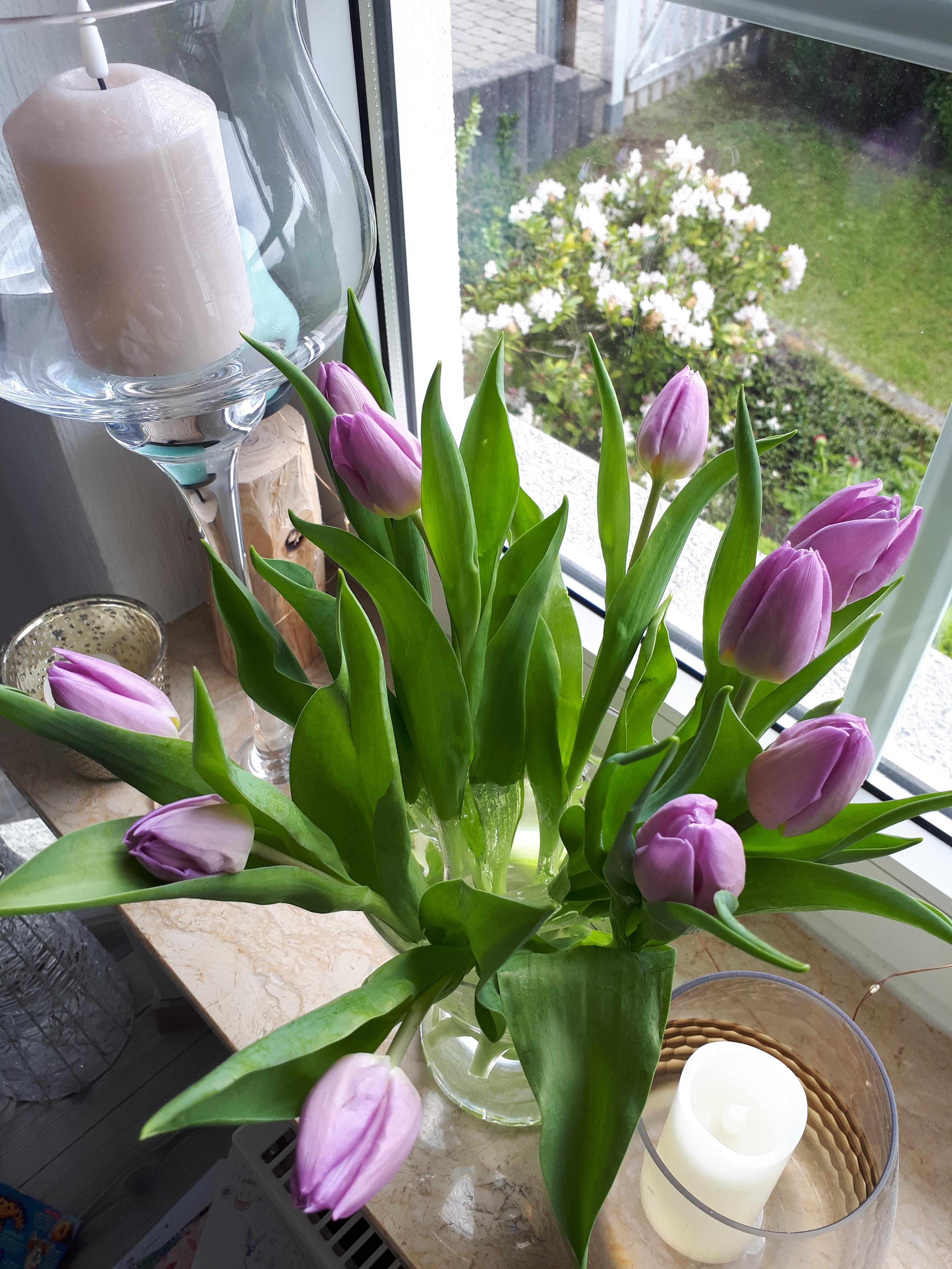 #livingchallenge #pflanzen
Wir lieben Blumen auf der Fensterbank im Essbereich 💜