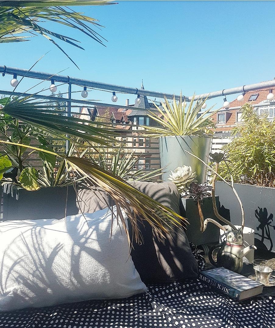 #livingchallenge#balkon#palmen#kakteen

trotz gegen die klimazone. 
