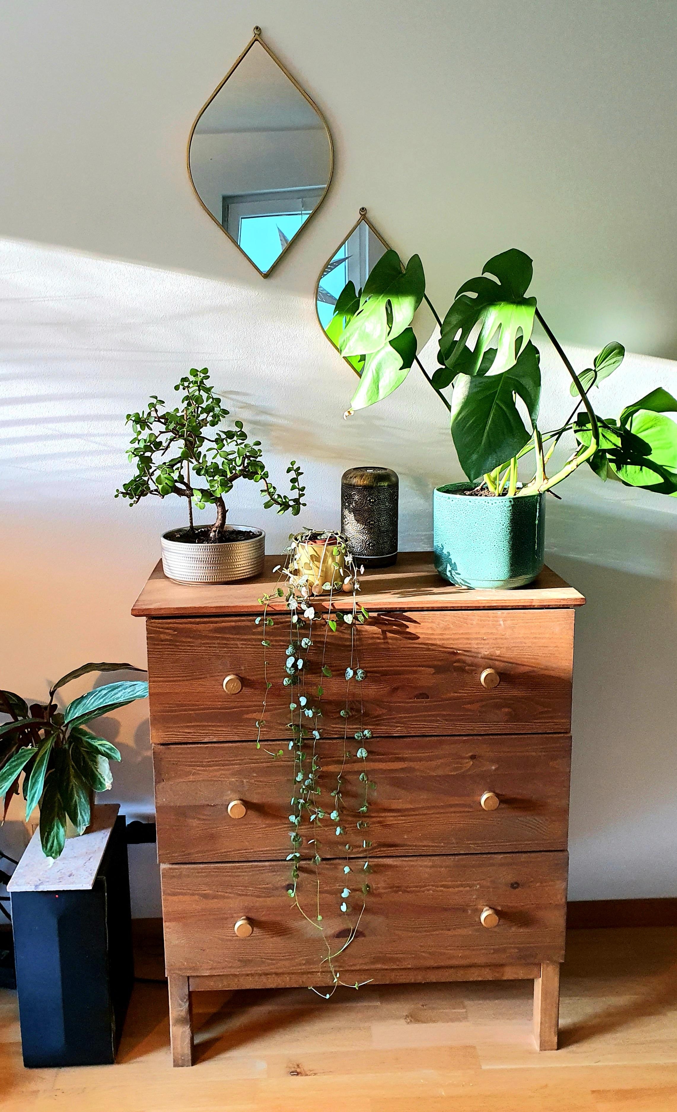 #Livingroom #ikeacupboard #urbanjungle #monstera #bonsai 