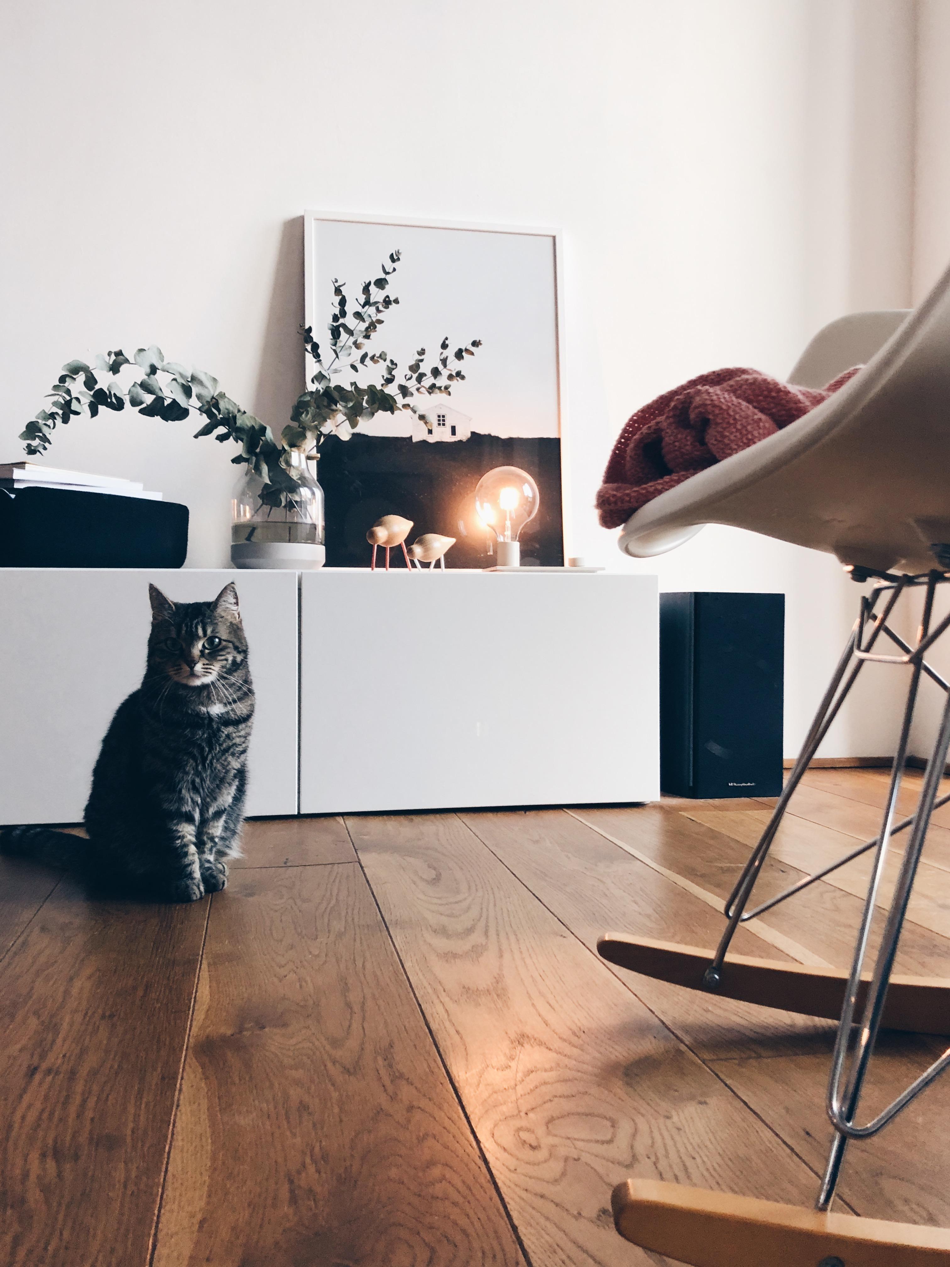#livingroom #interior #cat #vitra #eames #muuto #theposterclub #sarahcocolapine