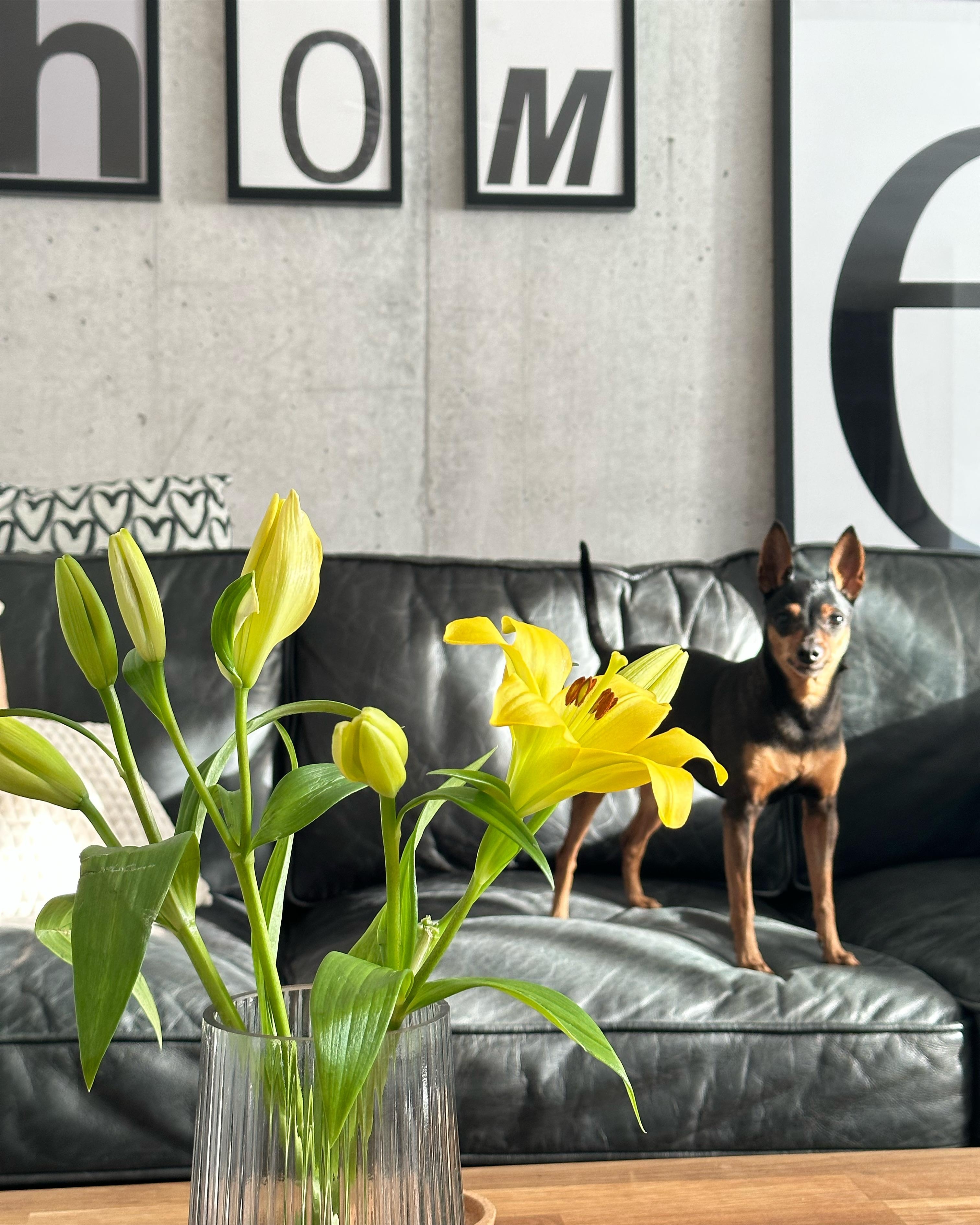 Lola 🐾 #wohnzimmer #hund #couch #gelb #beton #poster #walldecor #blumen #livingroom #home
