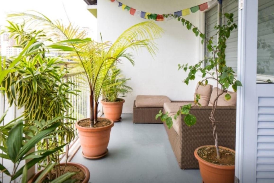 Loungen unter Palmen - und Gebetsfahnen
#balkon #sommer #lounge #pflanzen