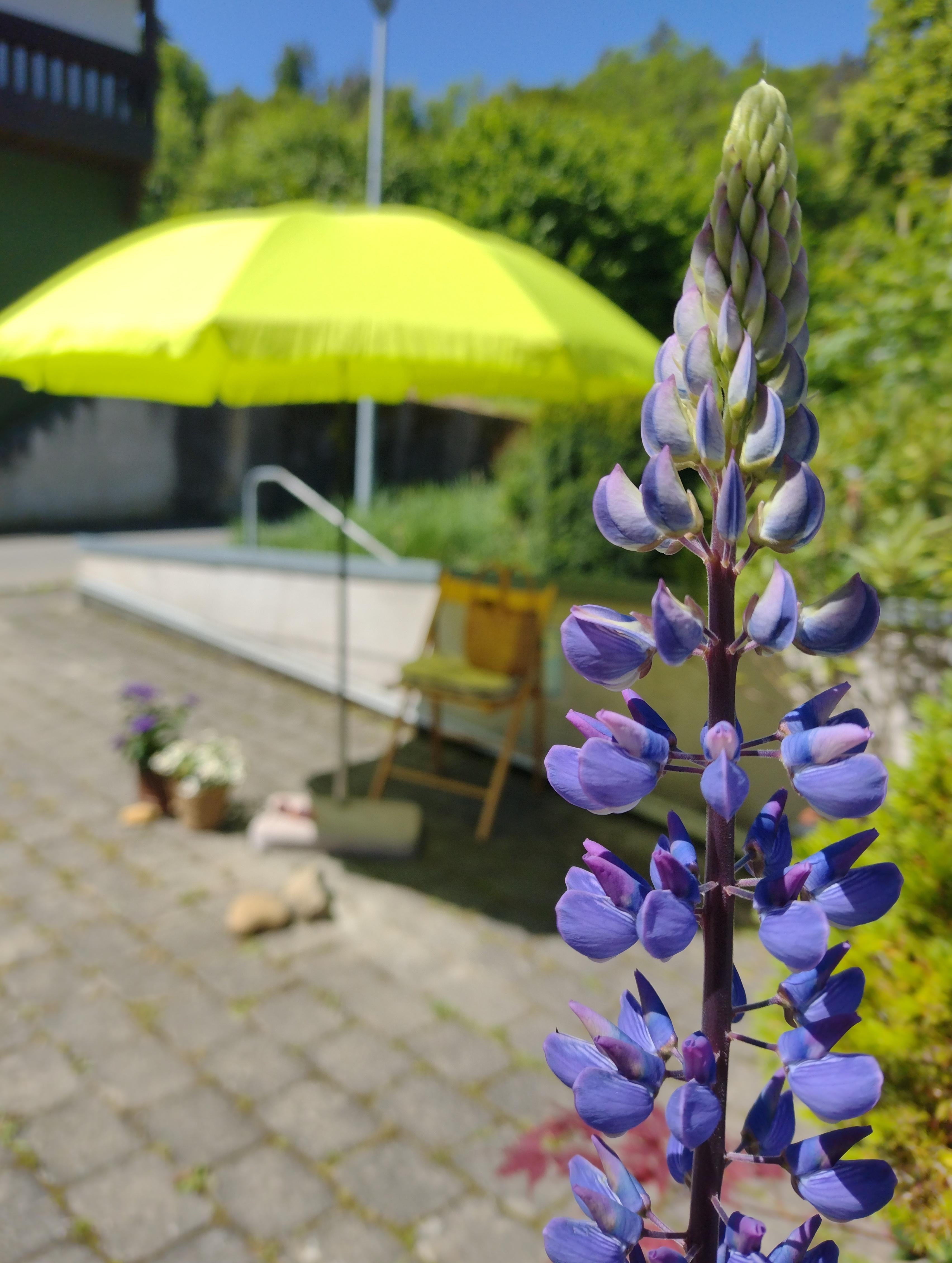 #lupinie #blumenliebe