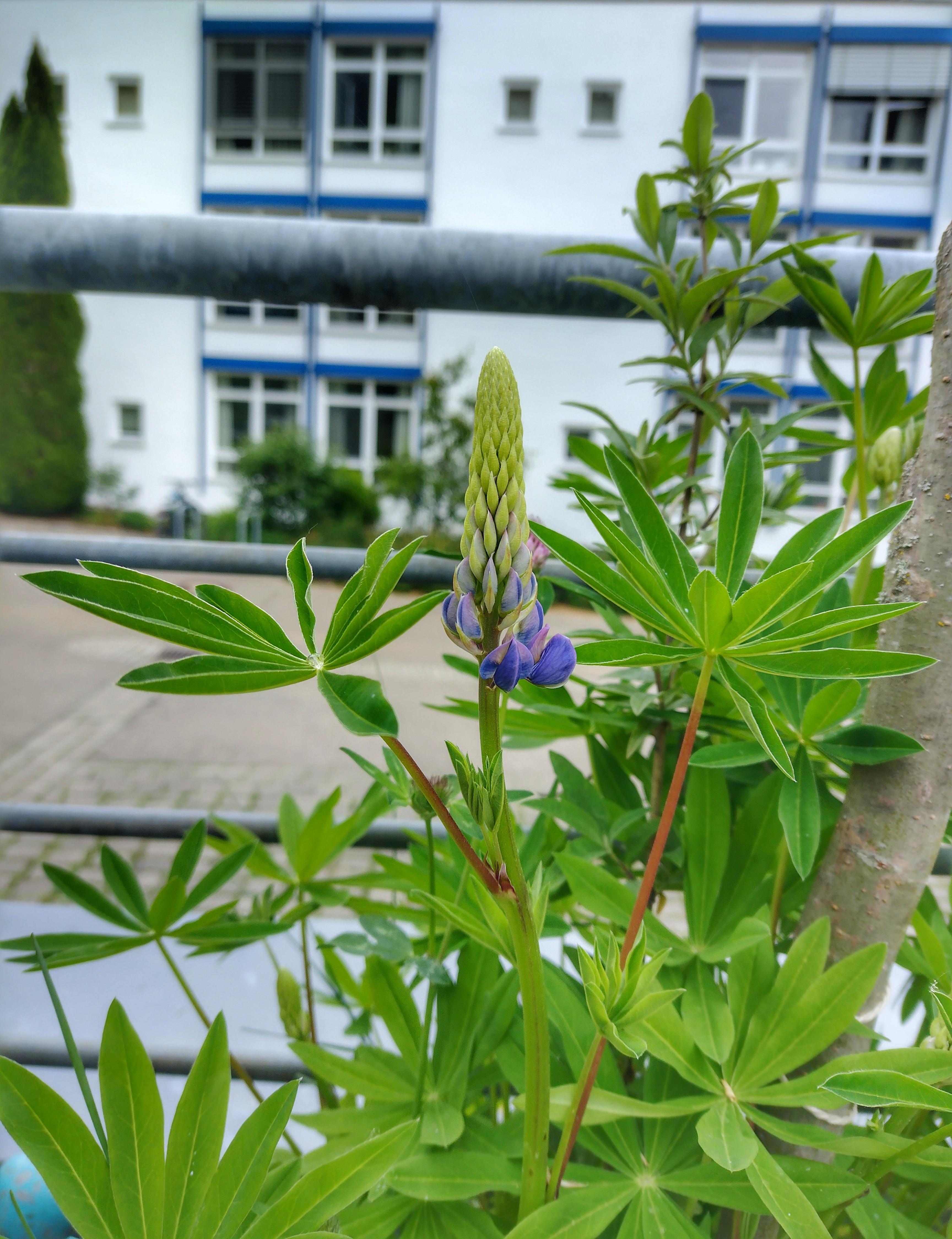 #Lupinie
#urbangardening #pflanzenliebe #blumenliebe #gartenzeit