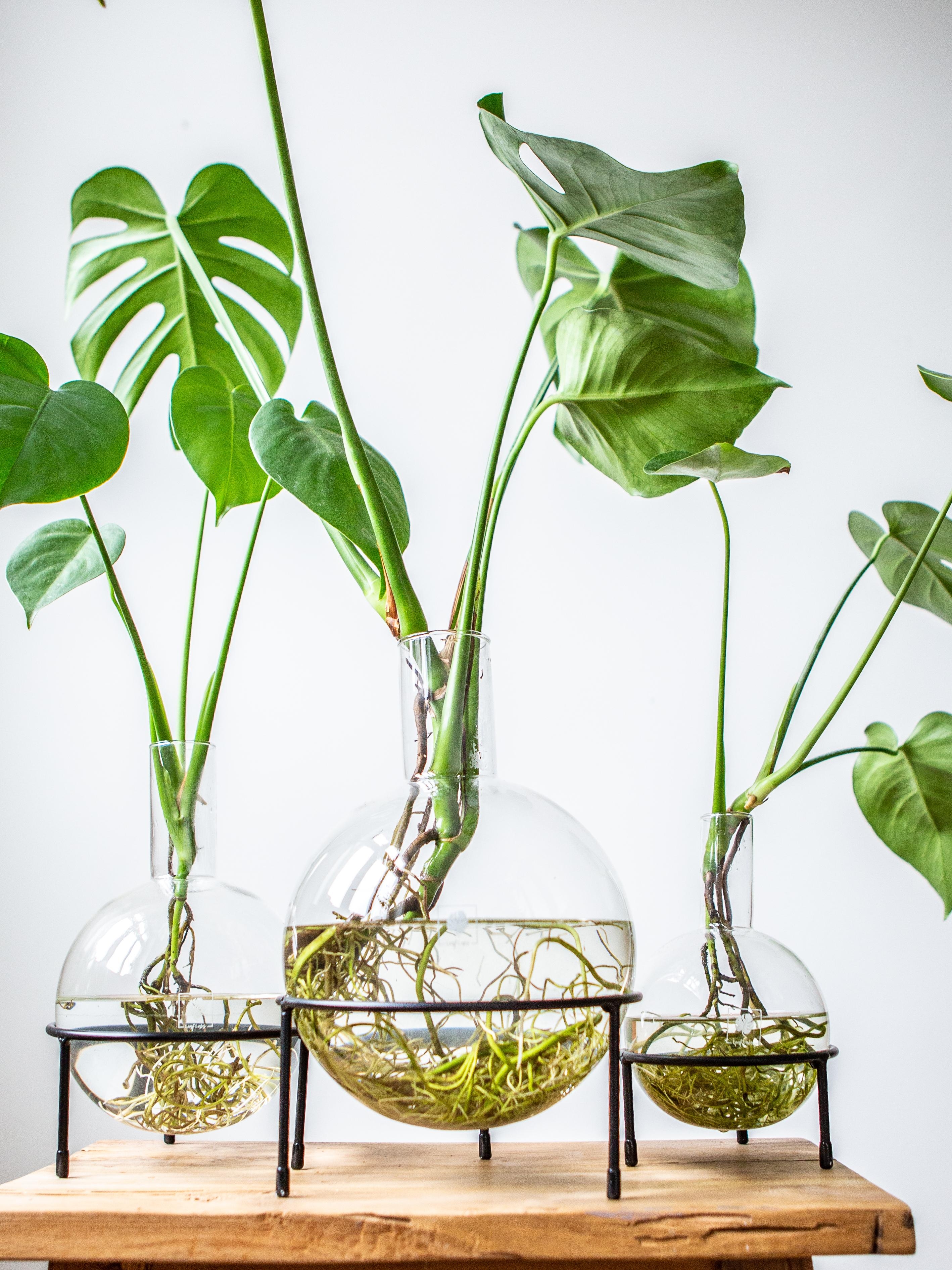 Mach deine Pflanzen zum Blickfang! 
https://leaf-labs.de/
#einfachschön #niewiedergießen #greenliving #Pflanzemitstil