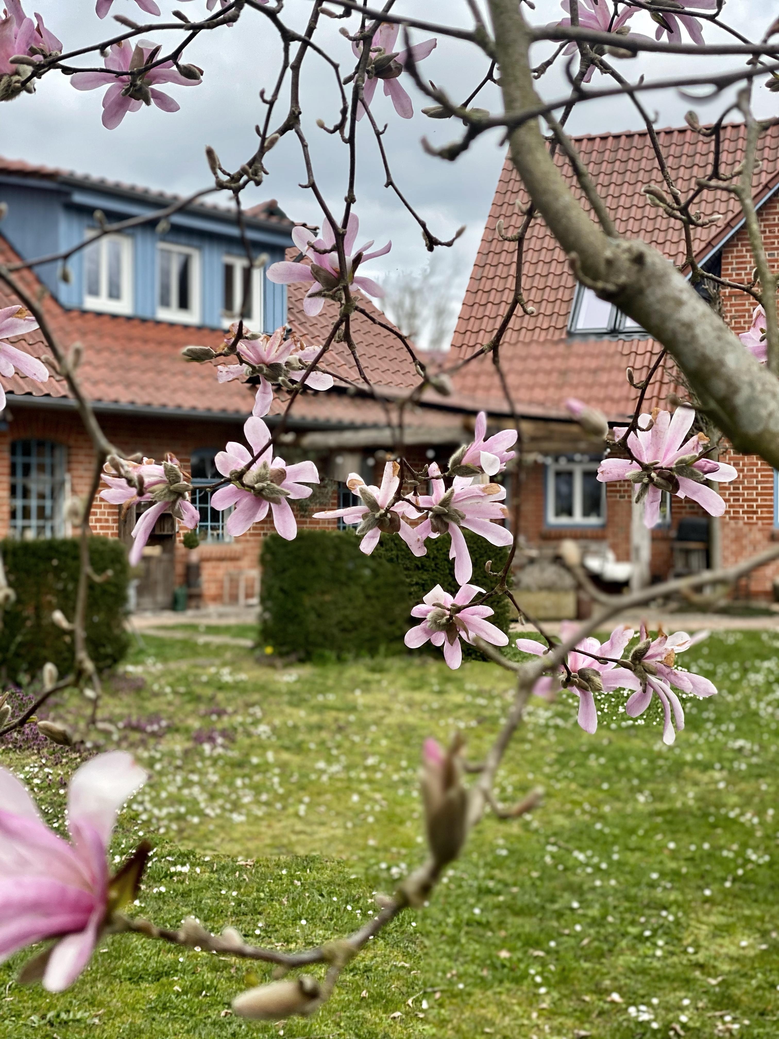 #magnolie #garten #klinkerhaus #schleppgaube 