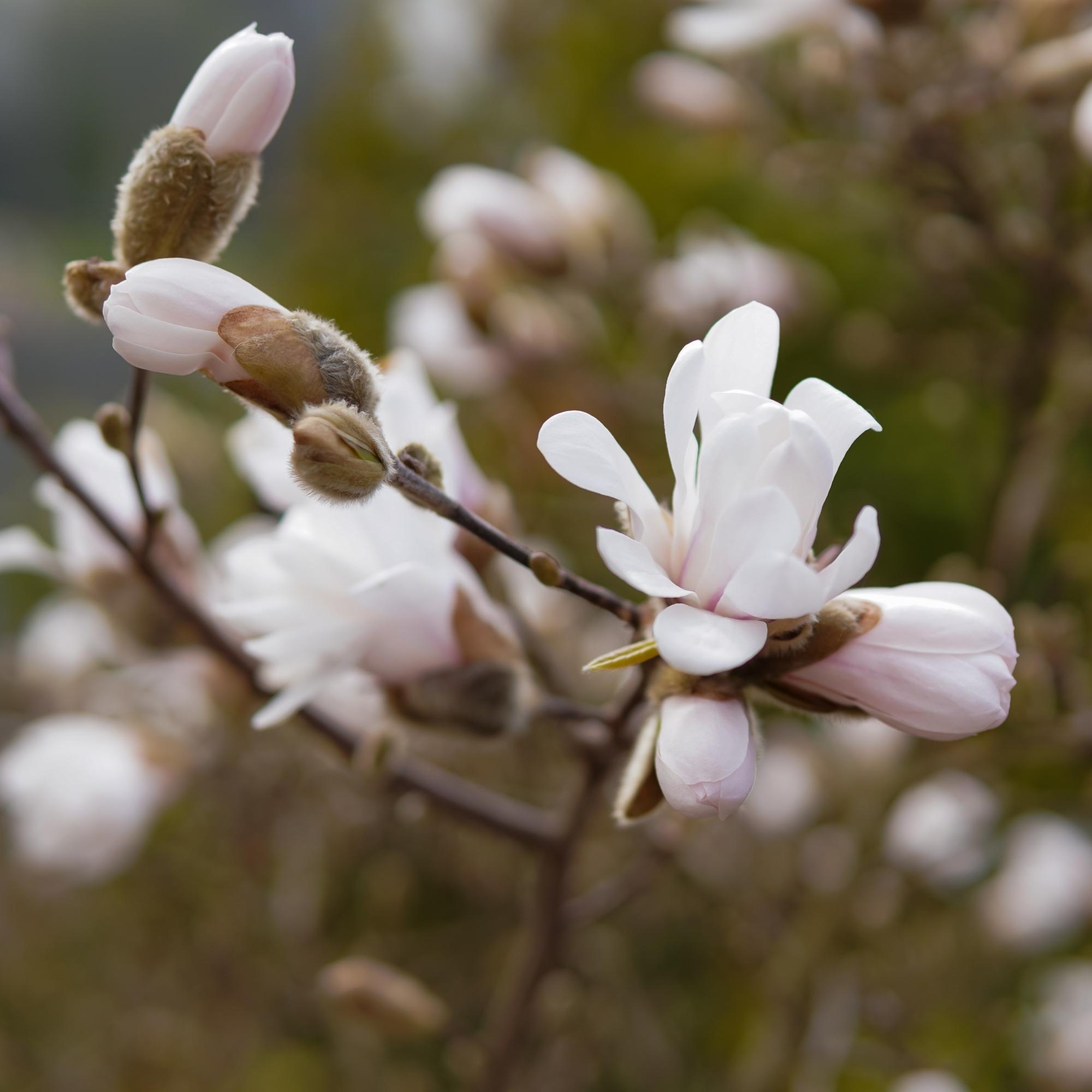 #magnolien #fotografieren #naturfotografie