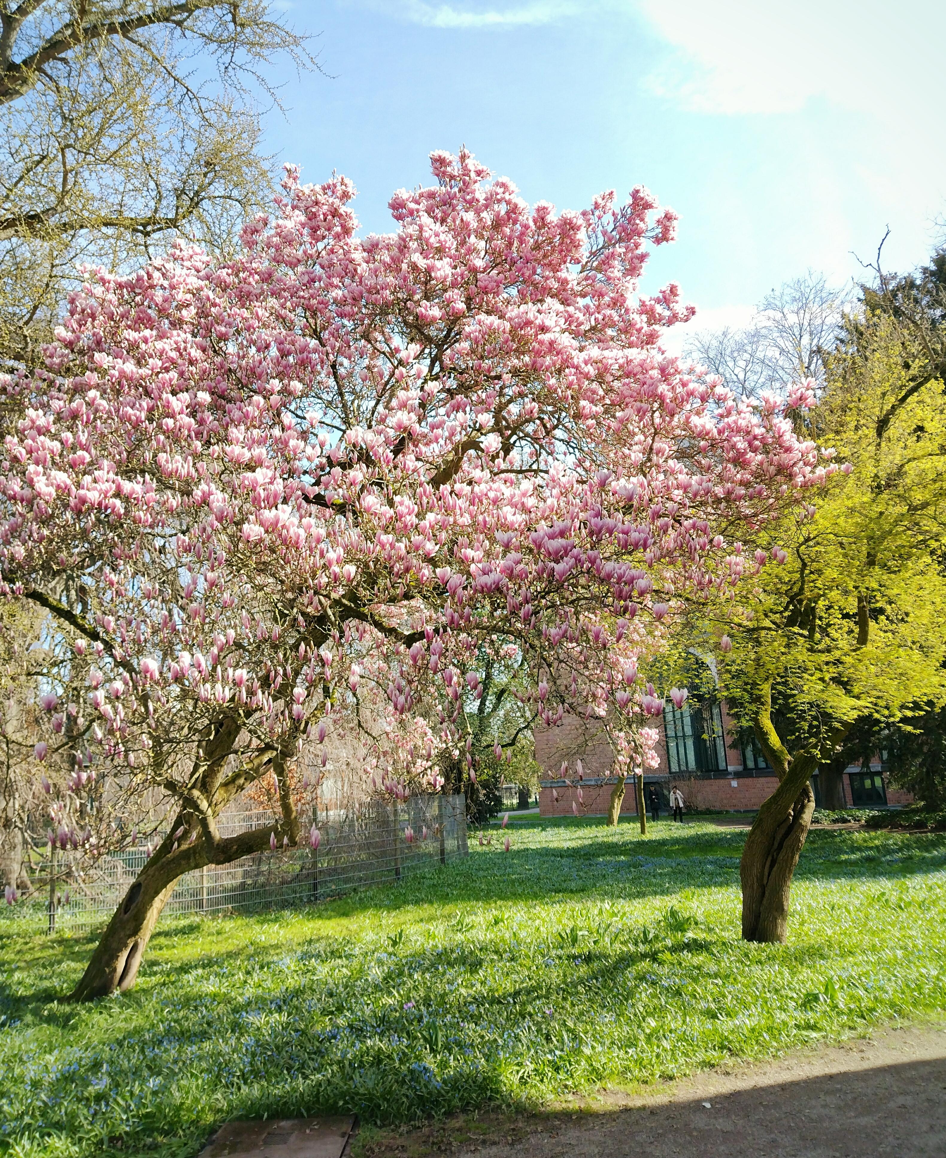 #magnolien #magnolienliebe #tulpenbaum #frühling #baum #karlsruhe