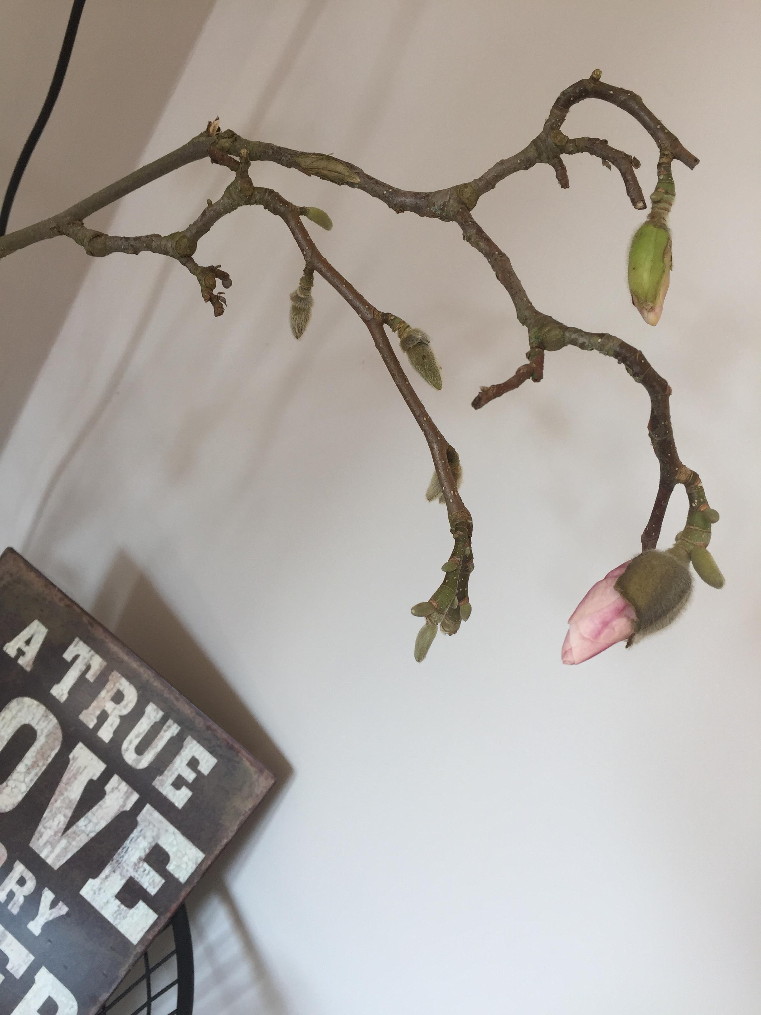 Magnolienliebe im #Wohnzimmer 