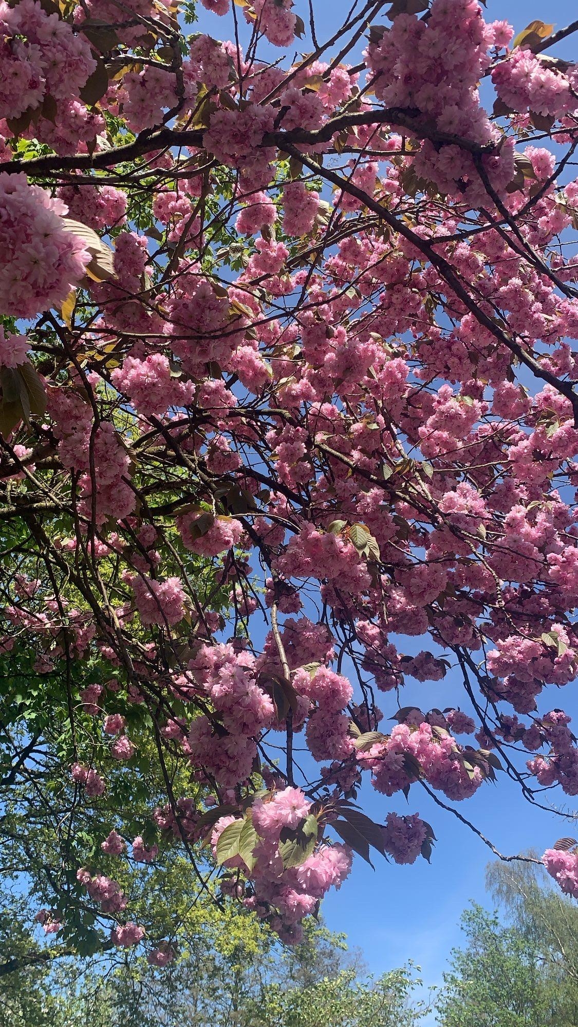 Mai in Hamburg-Bergedorf #kirschblüten #frühling